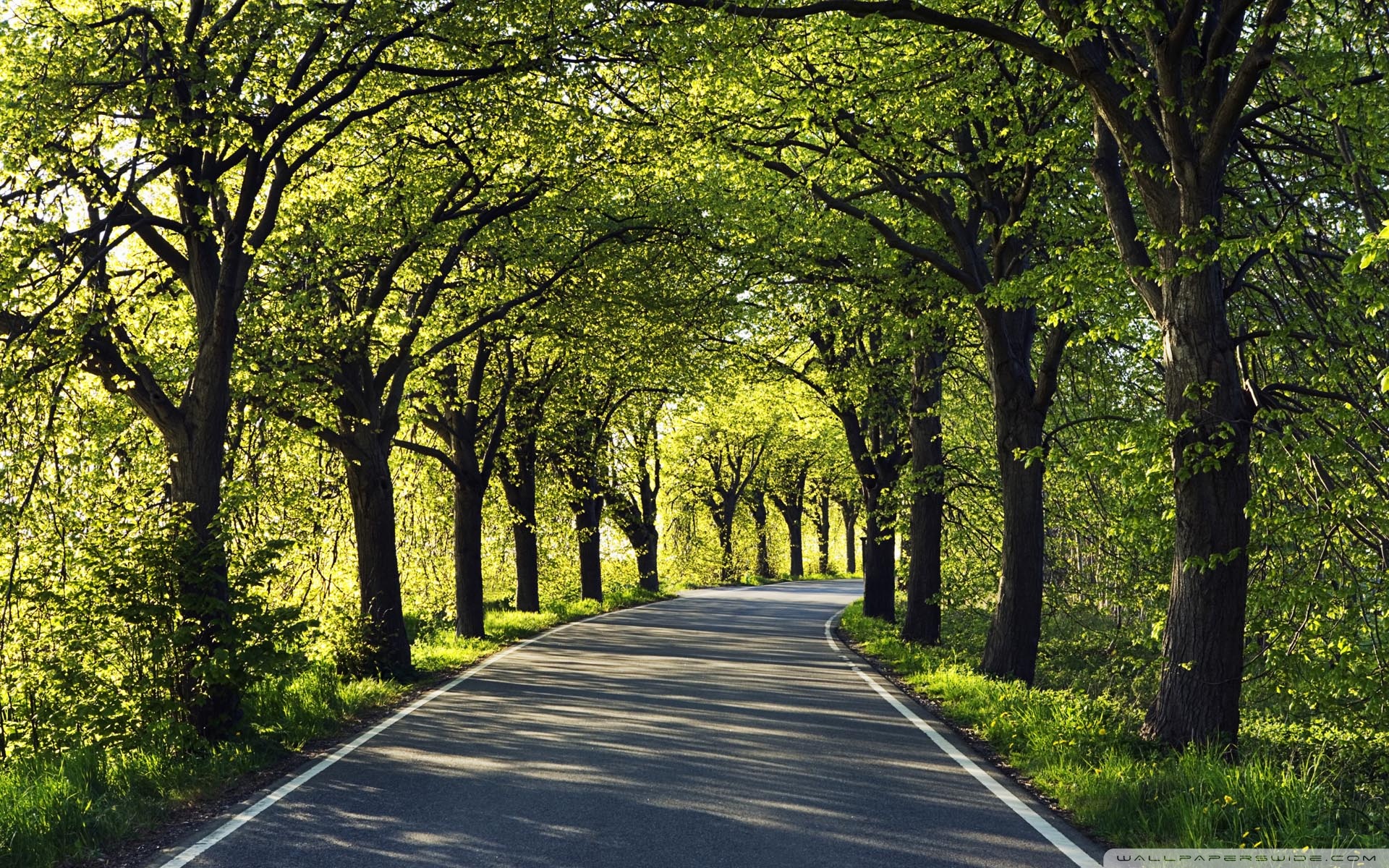 Free photo: Tree road - Forest, Green, Landscape - Free Download - Jooinn