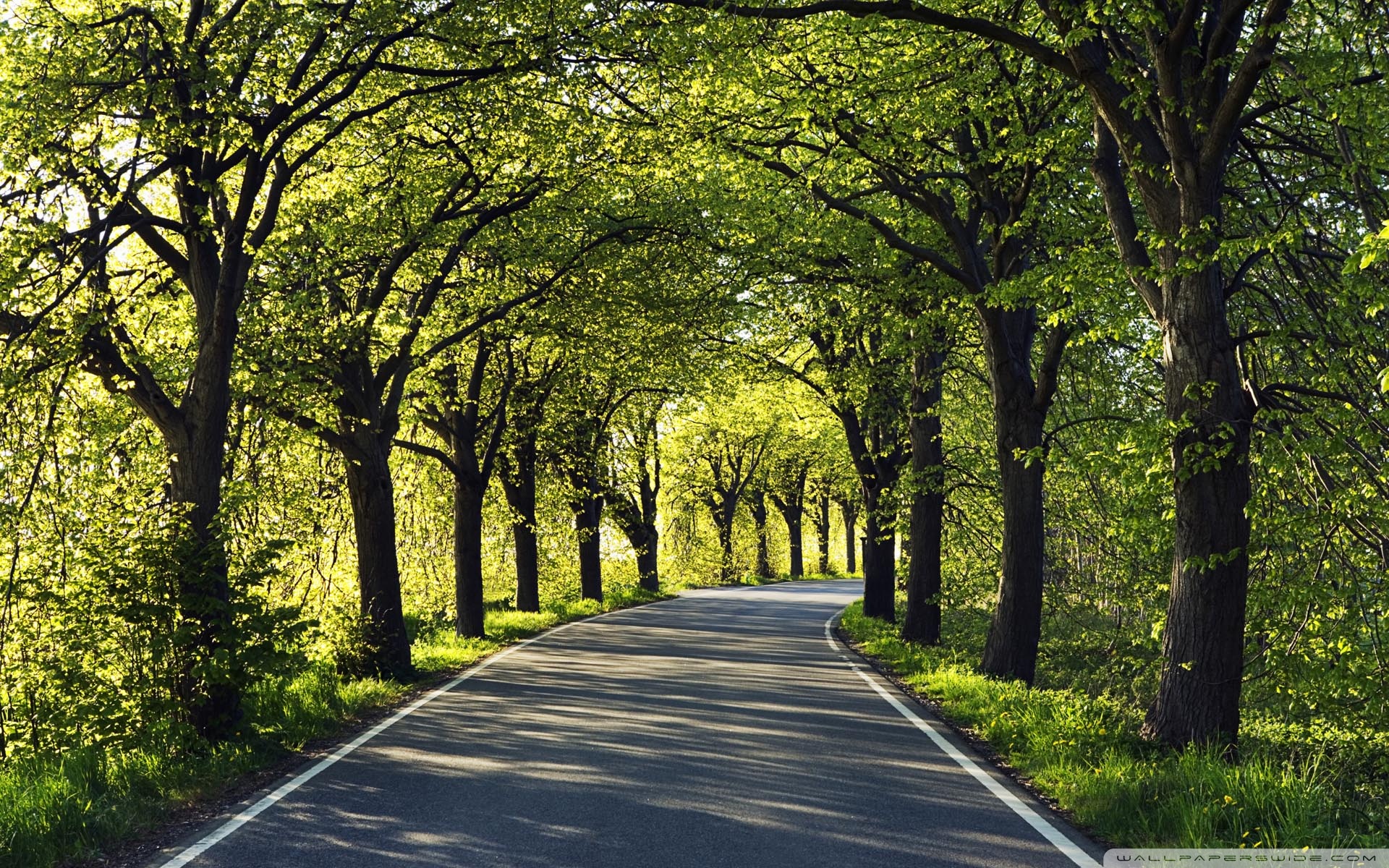 Tree road photo