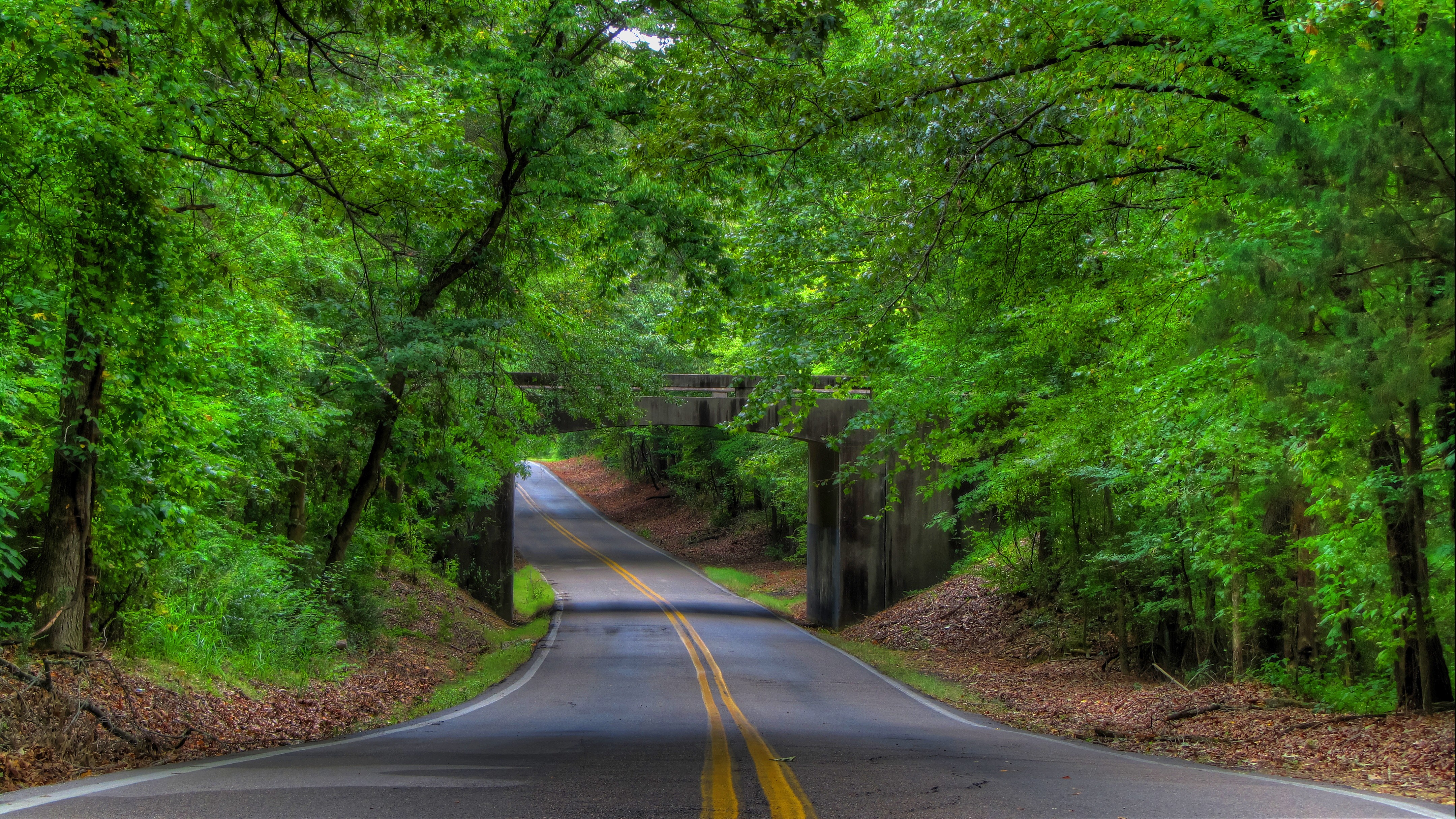 Tree-Lined Road 4k Ultra HD Wallpaper and Background Image ...