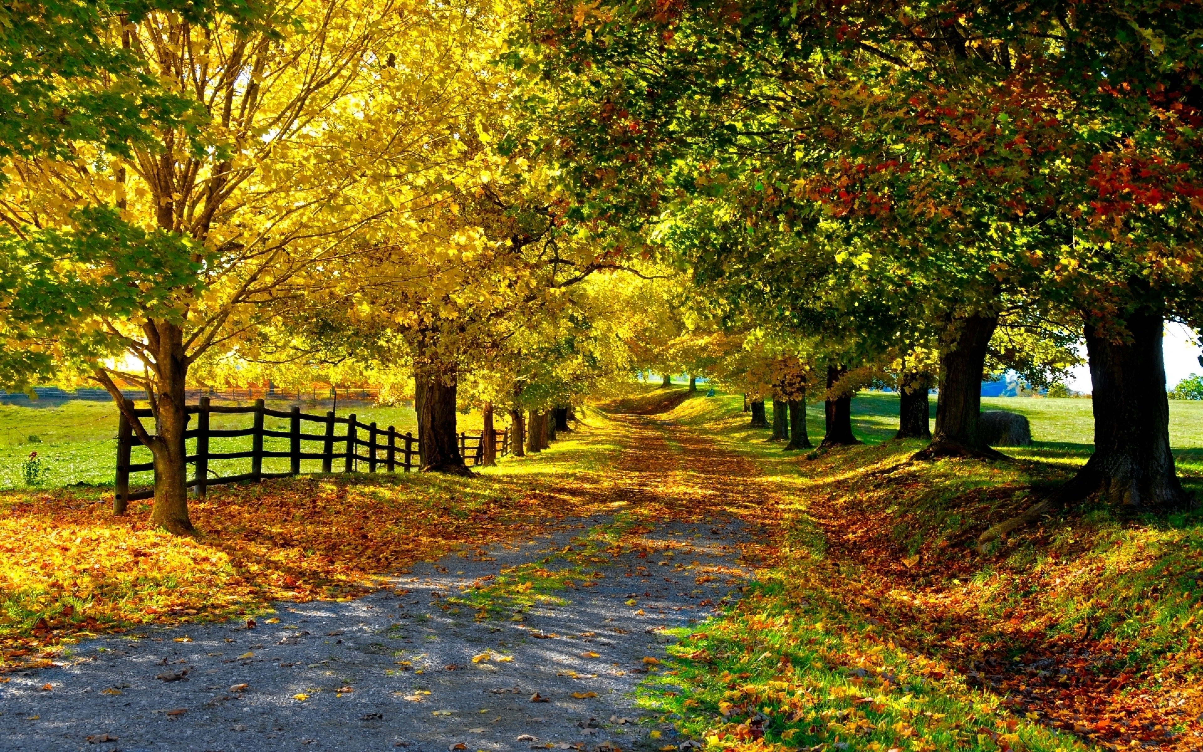 Download Nature Auntum Tree RoadNature Autumn Tree Road Wallpaper ...