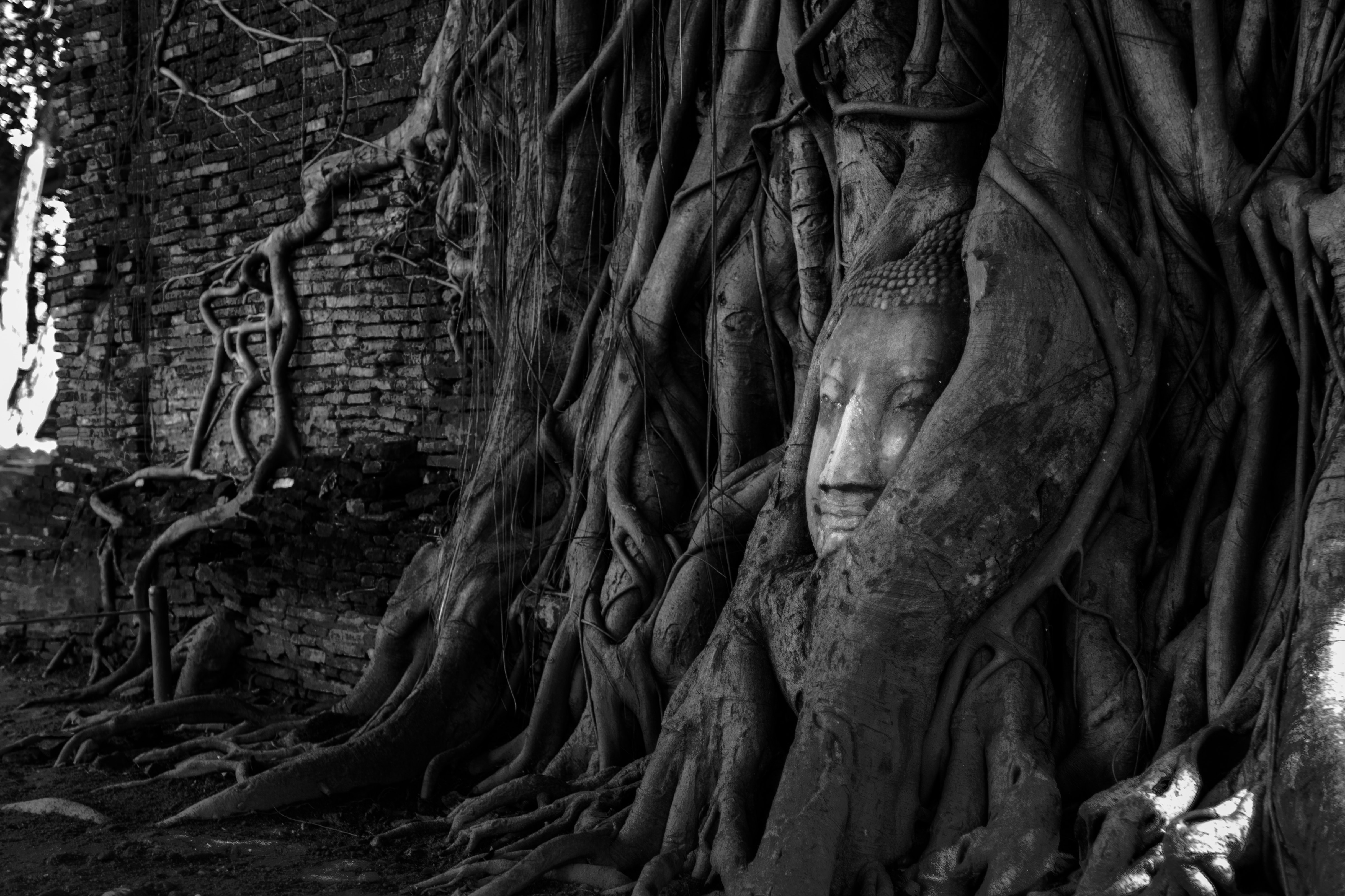 Tree root with deity figurine photo