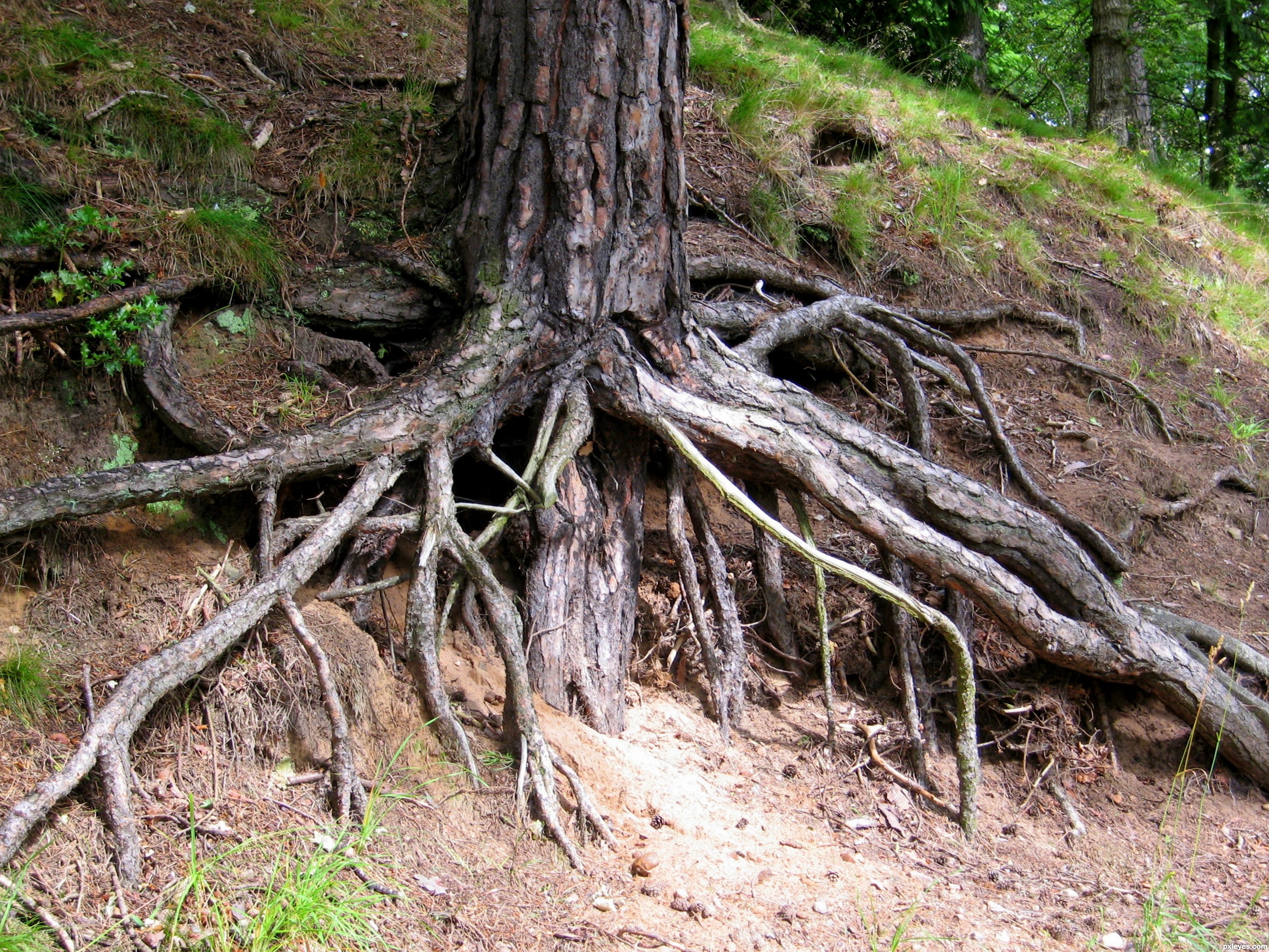Creepy Roots picture, by jeaniblog for: tree roots photography ...