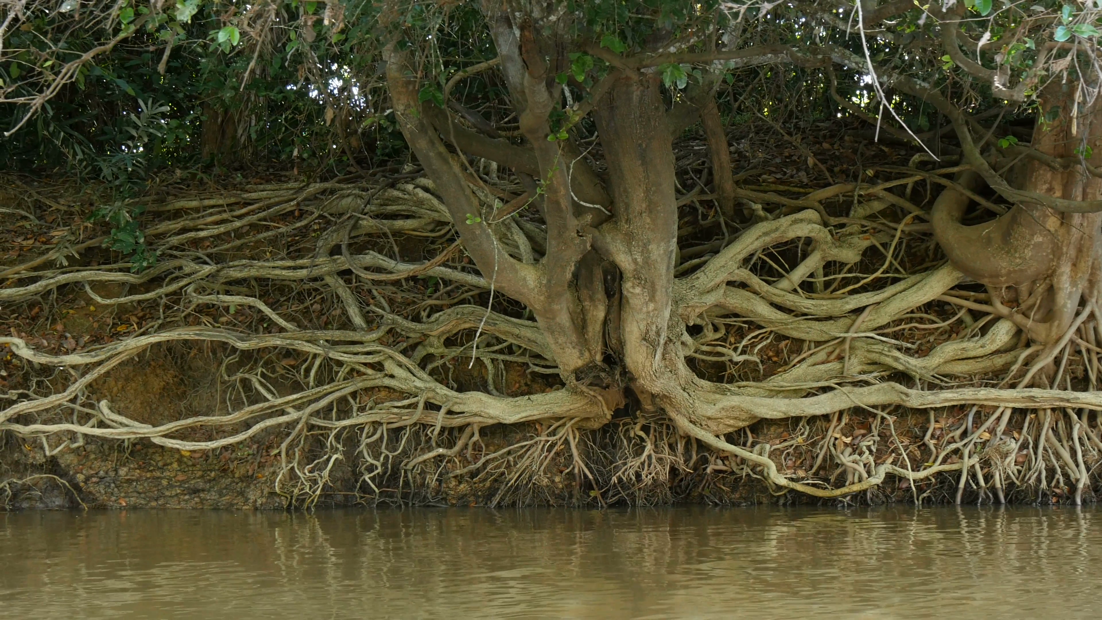 Exposed tree roots on an eroded a riverbank in the Pantanal wetlands ...
