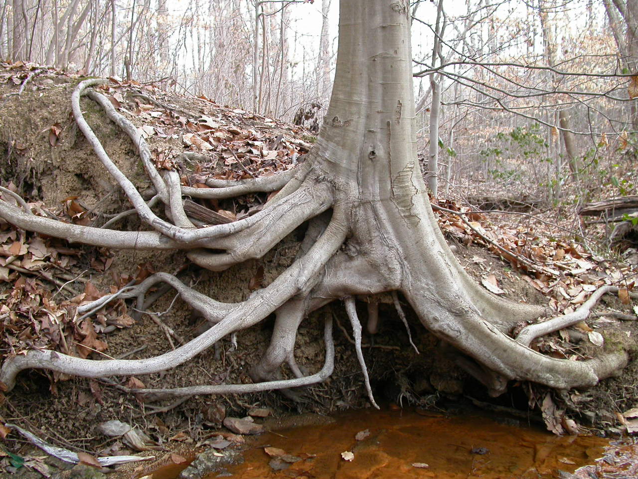 Дерево с торчащими корнями