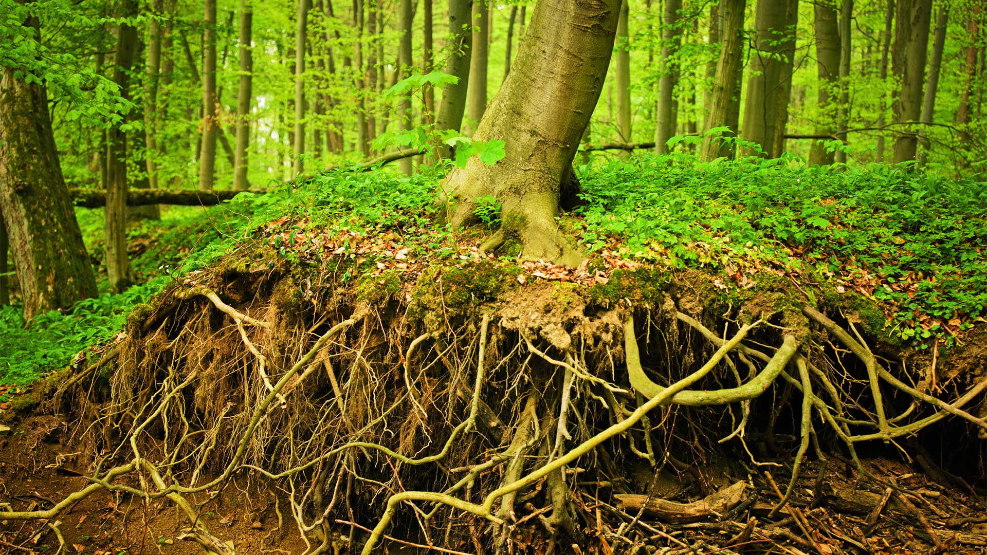 How Far do Tree Roots Grow Down • Arbor Day Blog