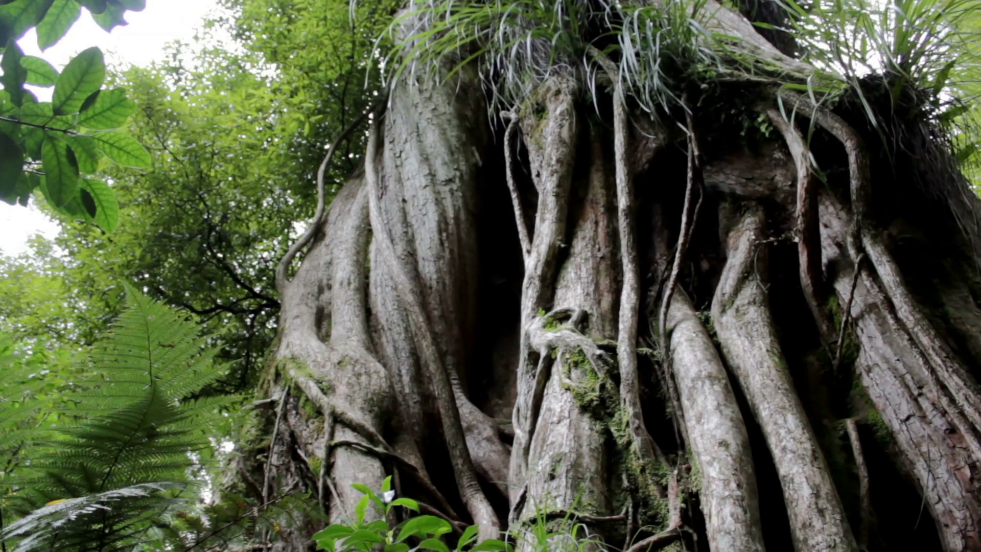 Giant tree roots, New Zealand forest Stock Video Footage - VideoBlocks
