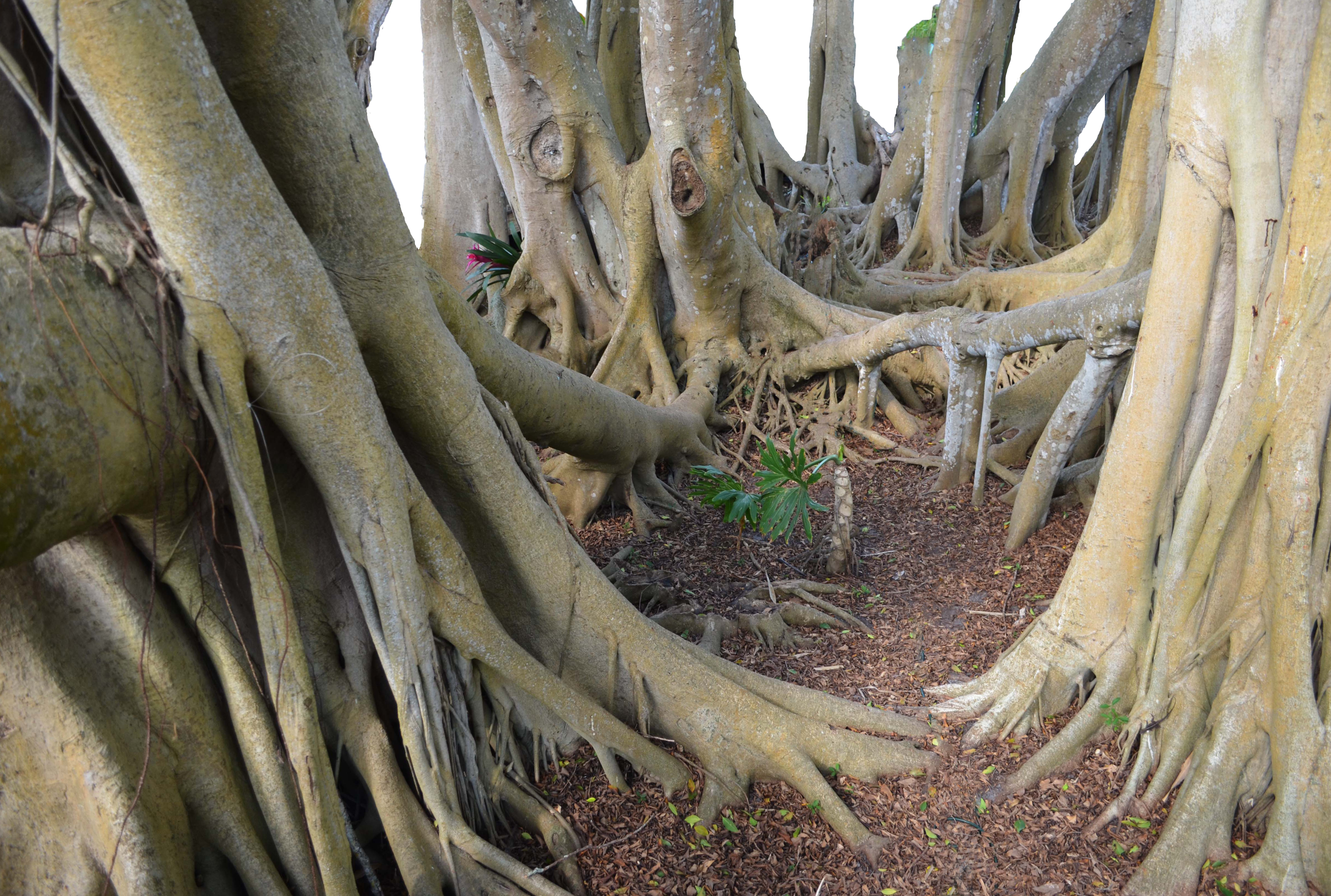 Mangrove Tree Roots PNG 0029 by annamae22 on DeviantArt