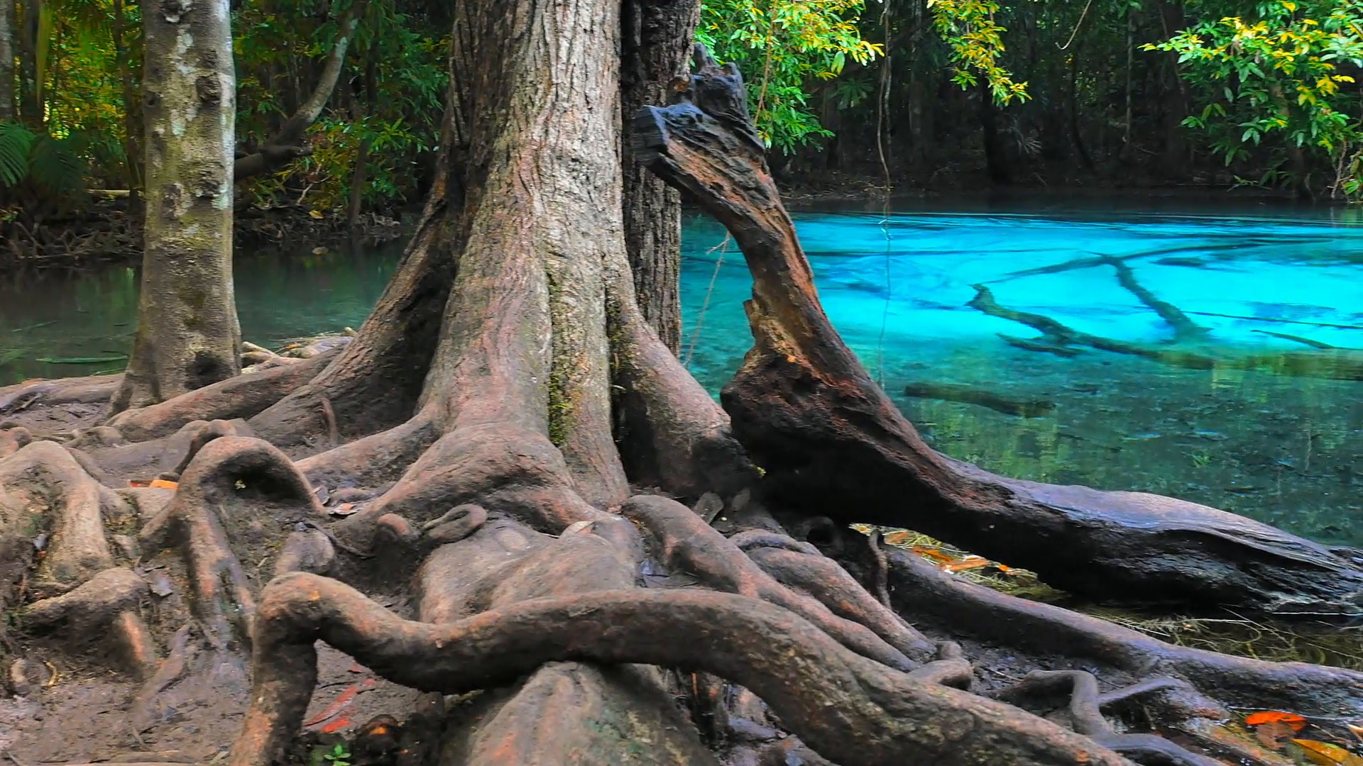 Tree roots and clear water of small lake in wild rainforest jungle ...