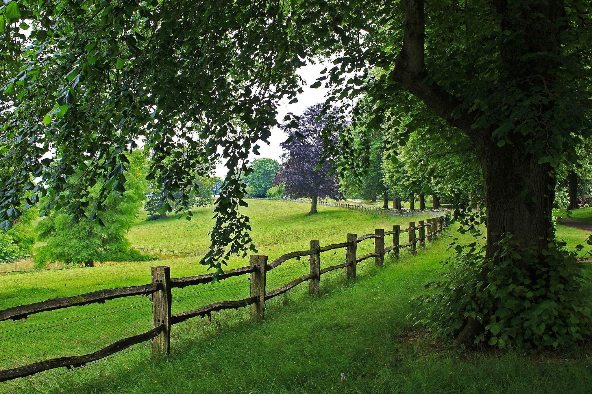 Landscapes: Road Tree Landscape Fence Nature Walk Scenery Trees View ...