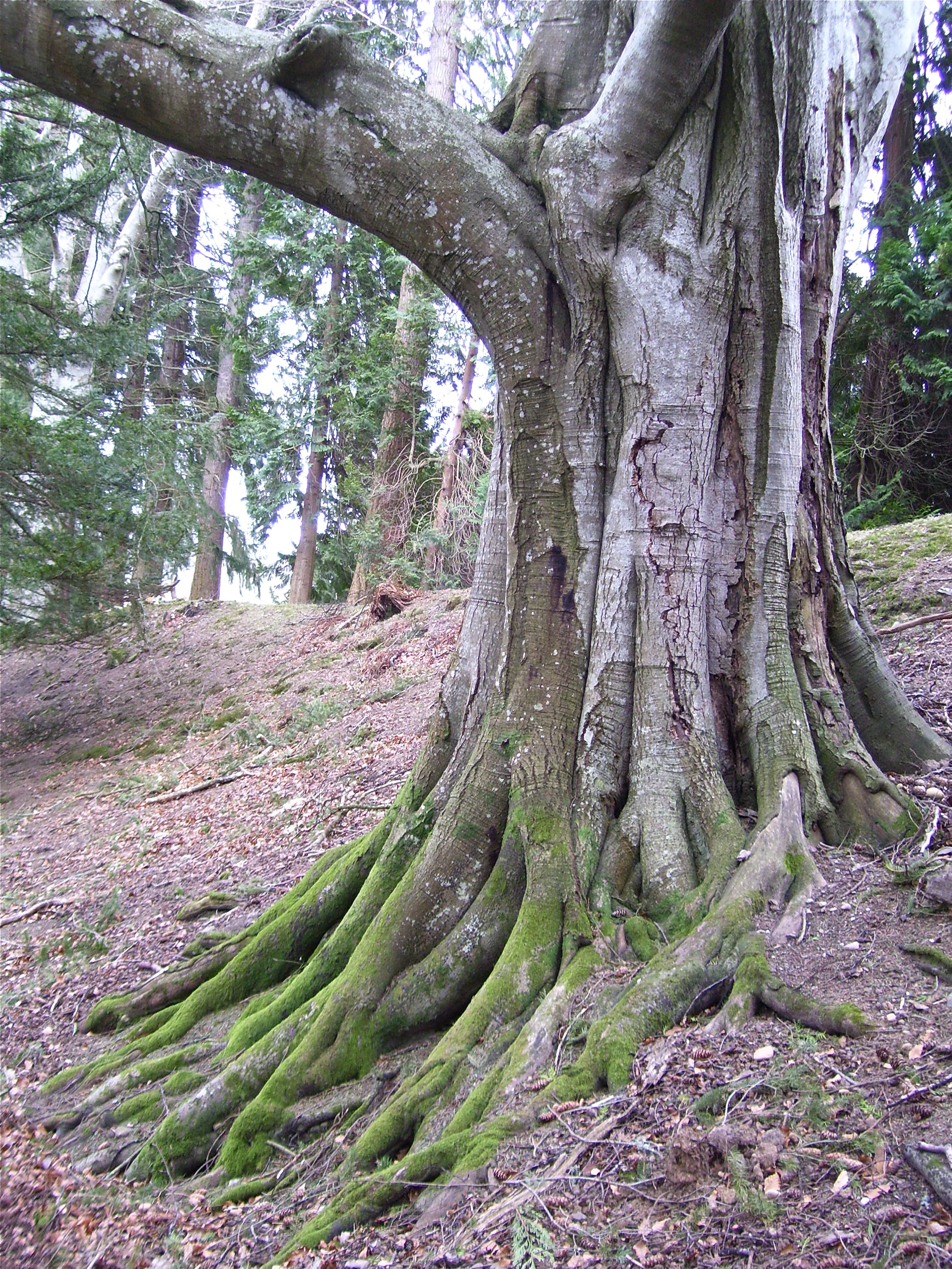 The Tuesday tree: the serpent-rooted beech | Dancing Beastie