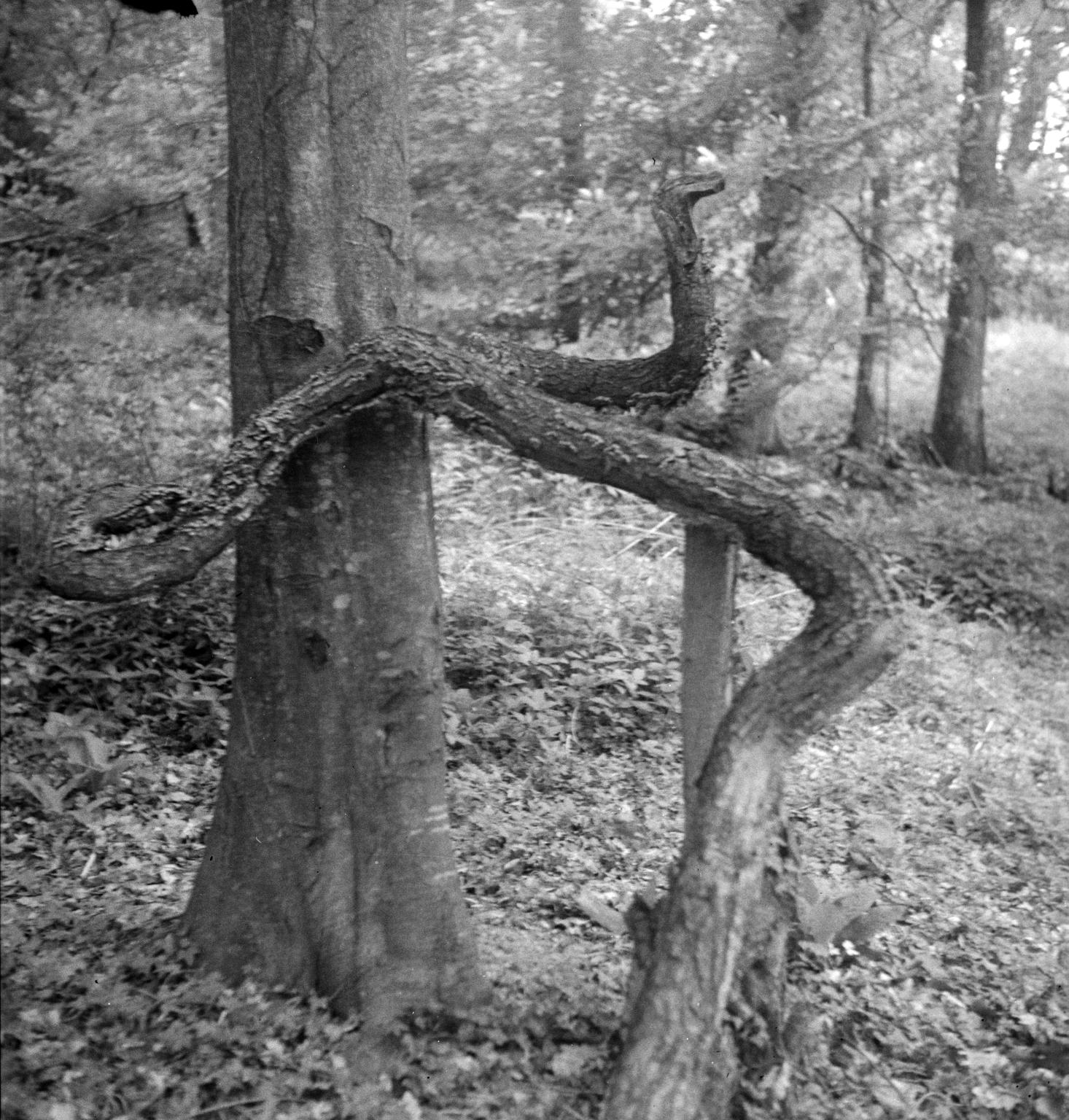 Photograph of a tree shaped like a serpent', Eileen Agar – Tate ...
