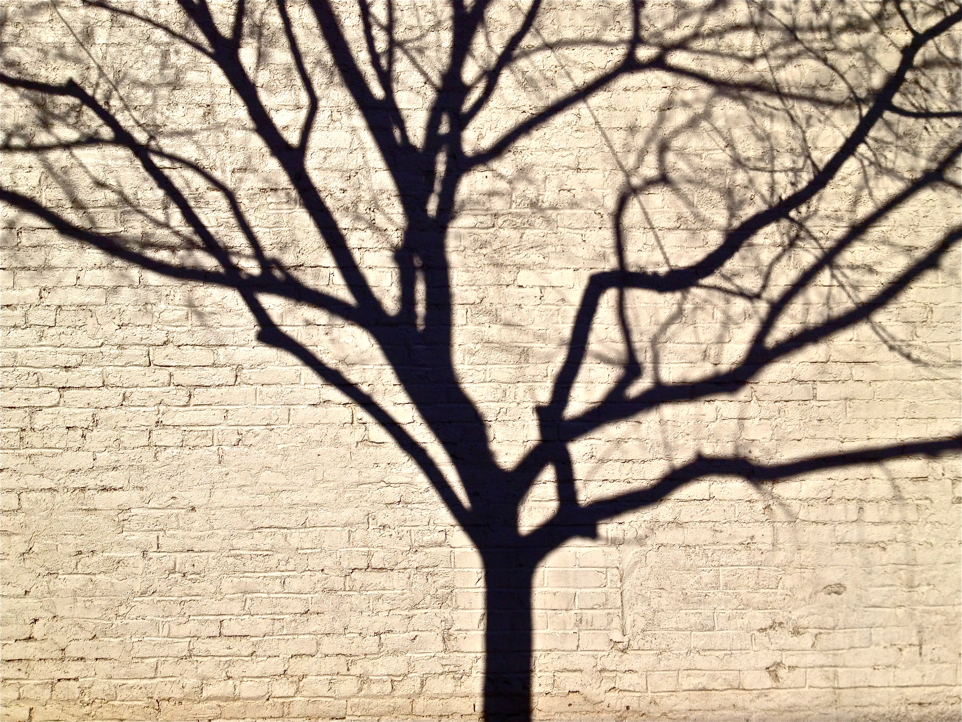 Urban Tree Shadow URB 0981 – Caroline Cockrell Photography