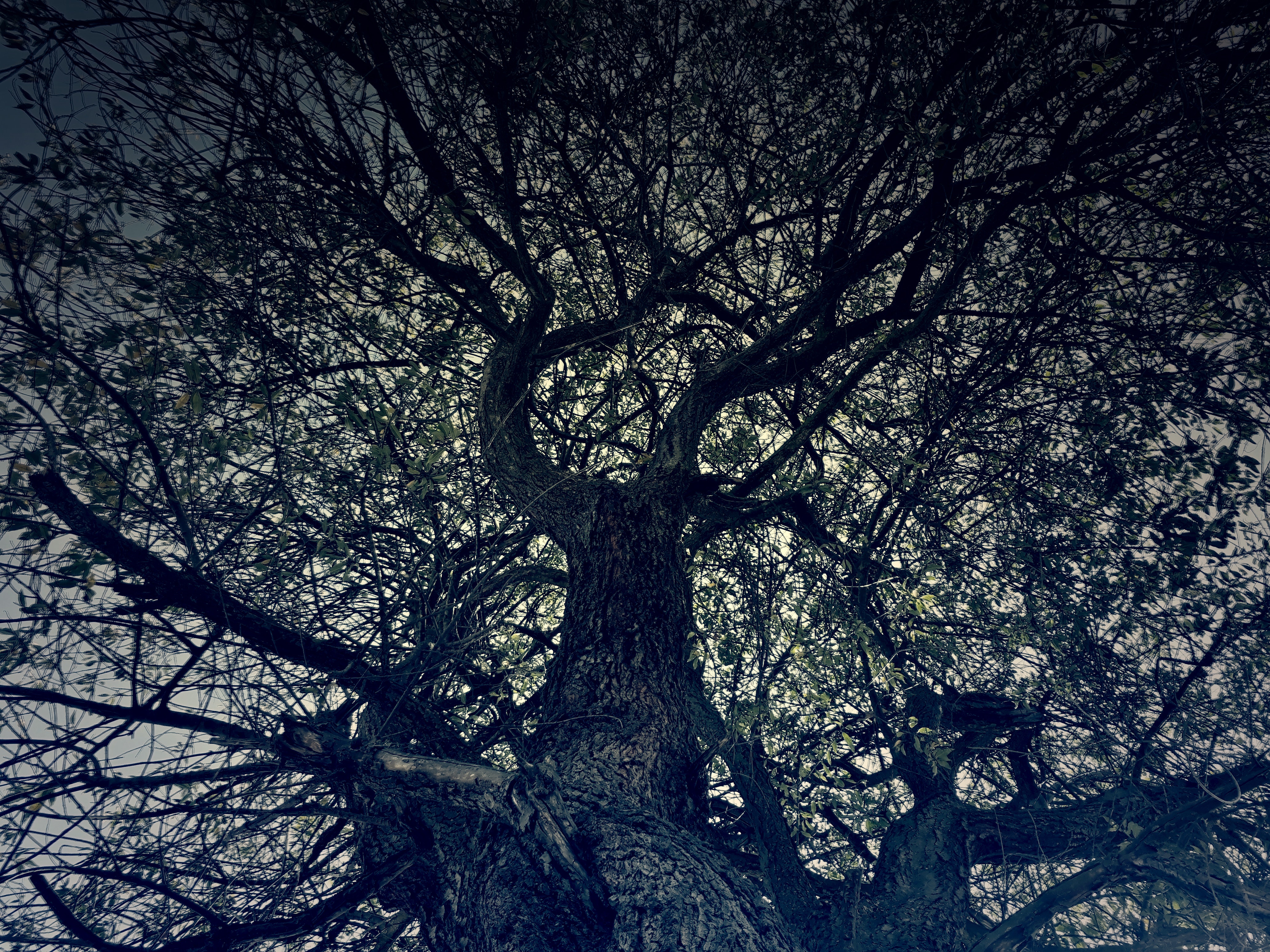 Tree silhouette photo
