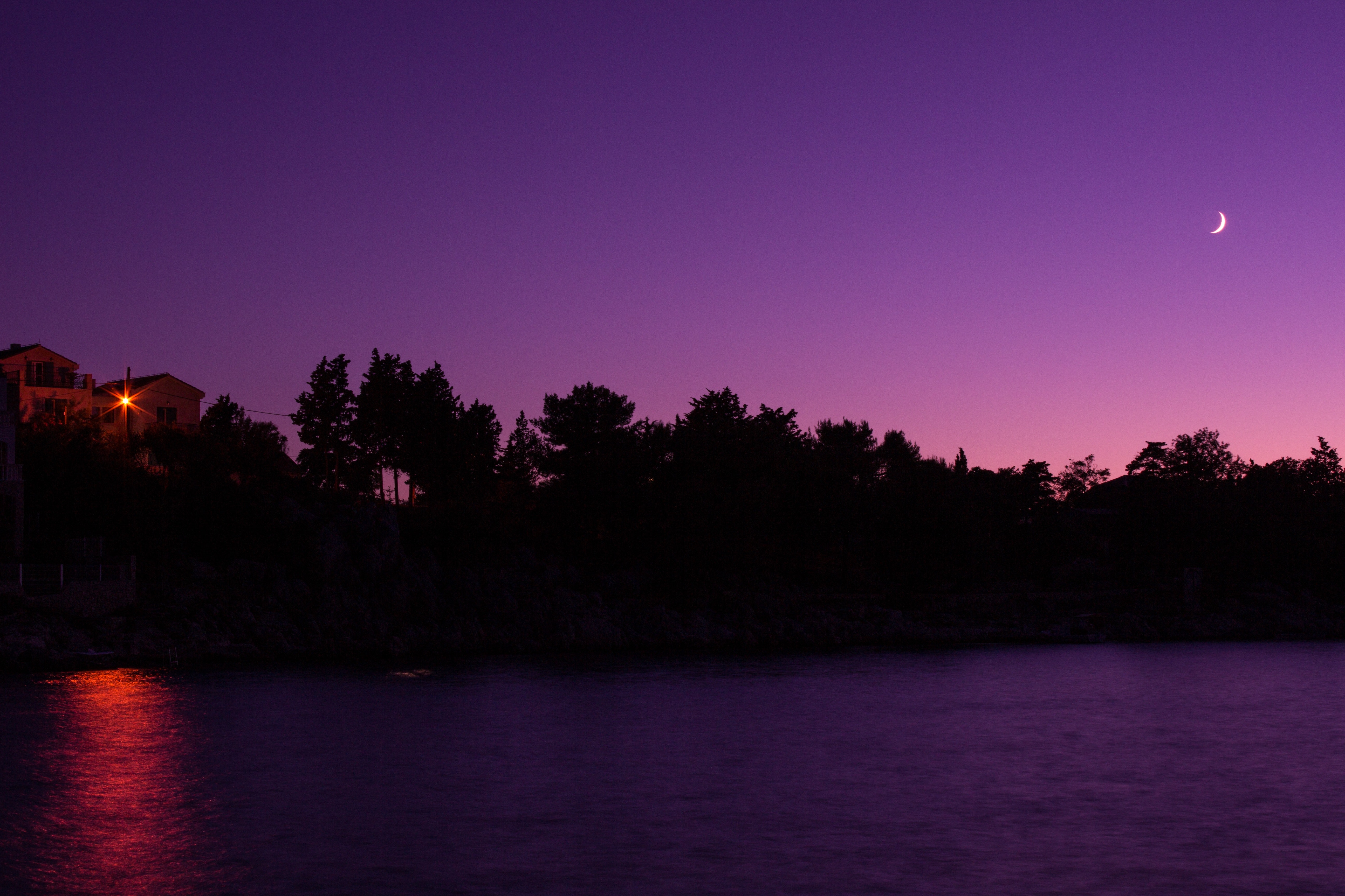 Tree silhouette under purple sky during night photo