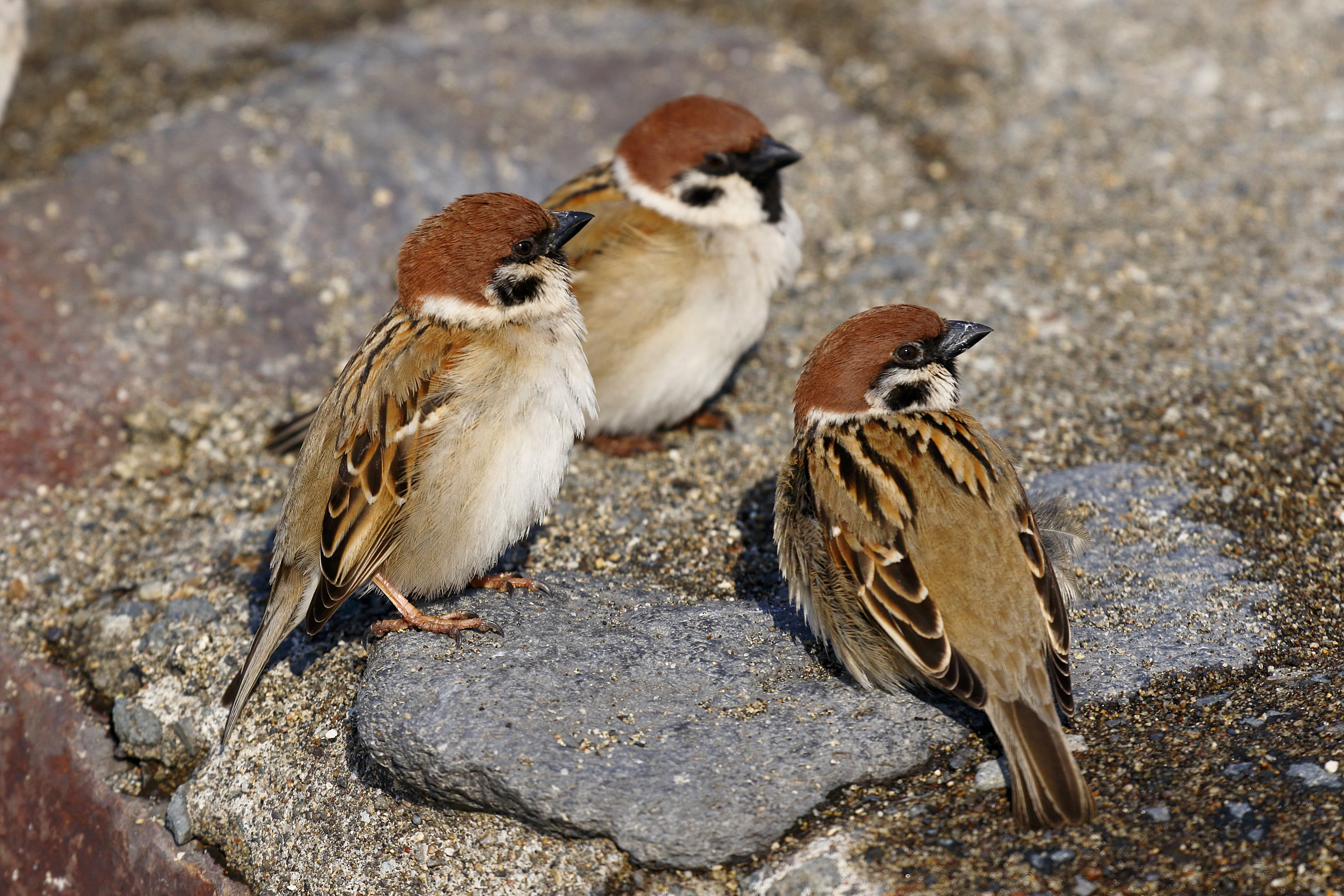 Canon Bird Branch Project | Biodiversity Initiatives | Bird photo ...