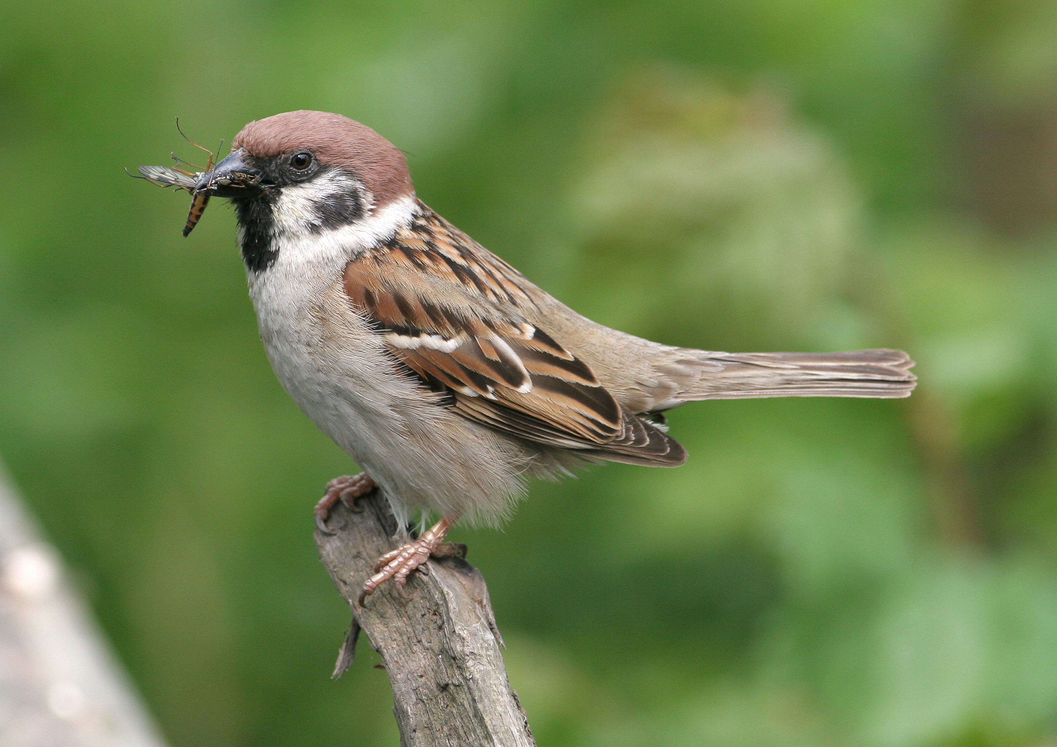 House sparrow or tree sparrow? | Scottish Wildlife Trust
