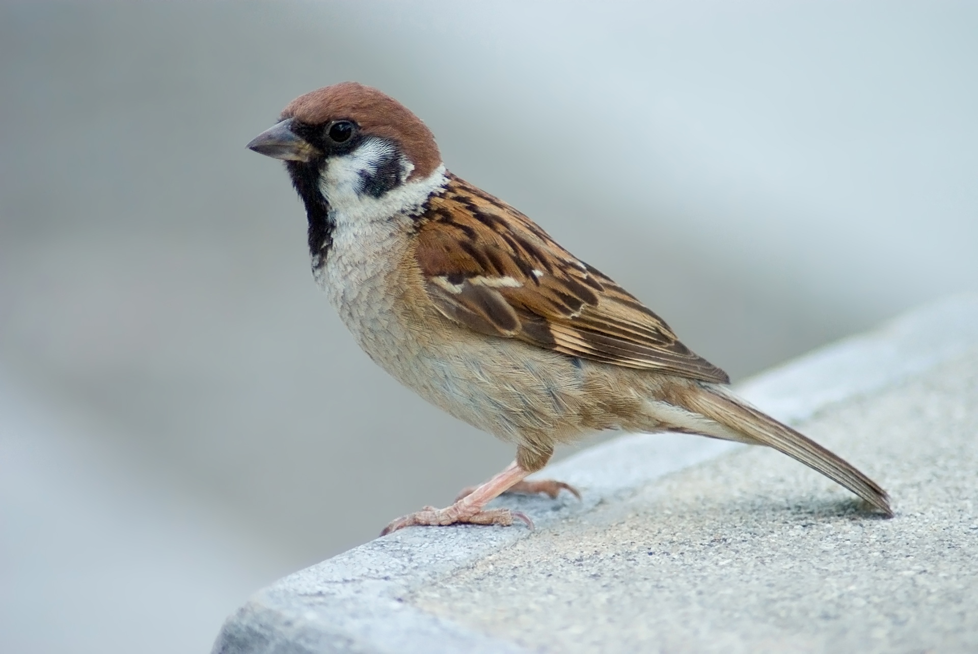File:Tree Sparrow Japan Flip.jpg - Wikimedia Commons