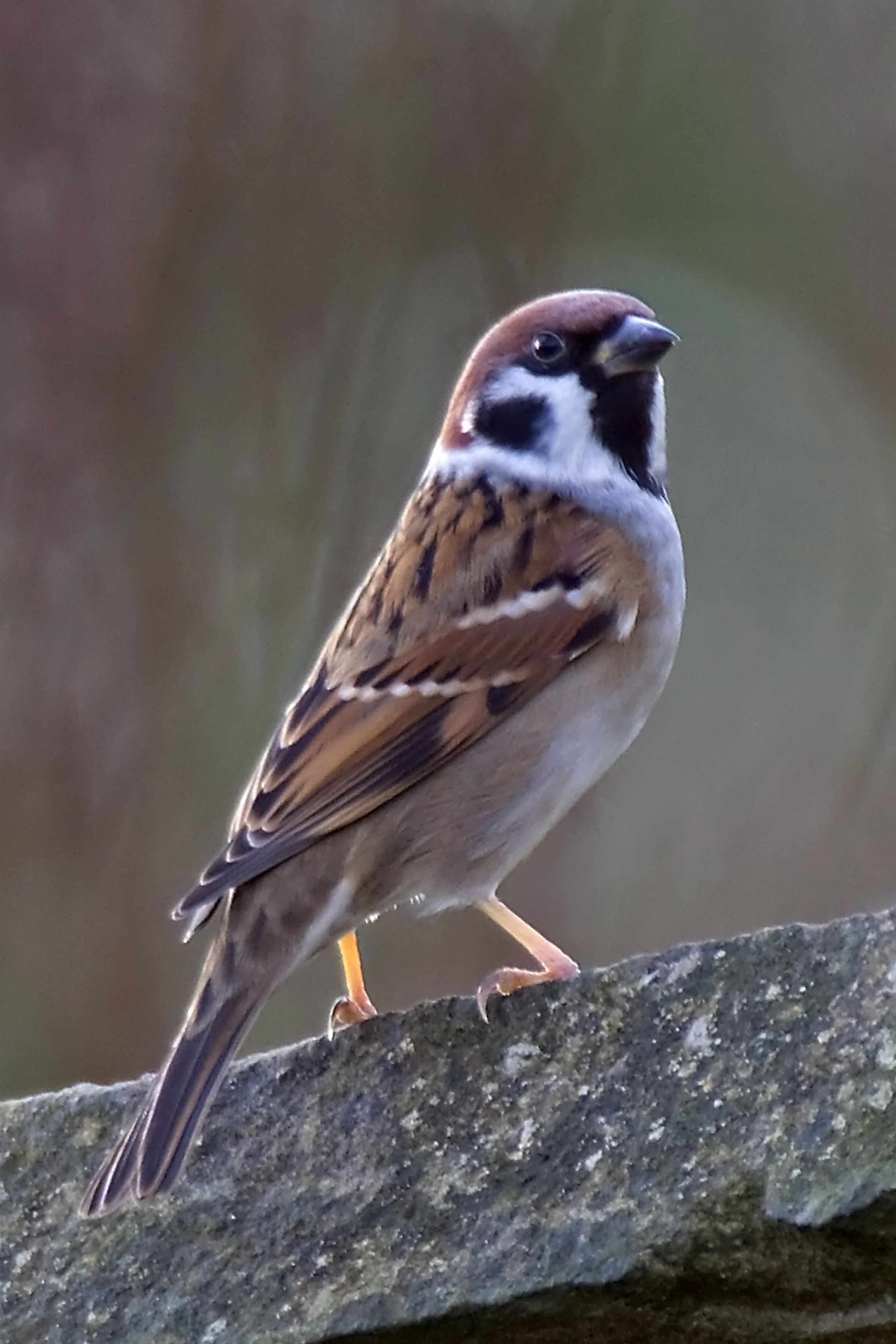 Eurasian Tree Sparrow (I've seen this also misidentified as an ...