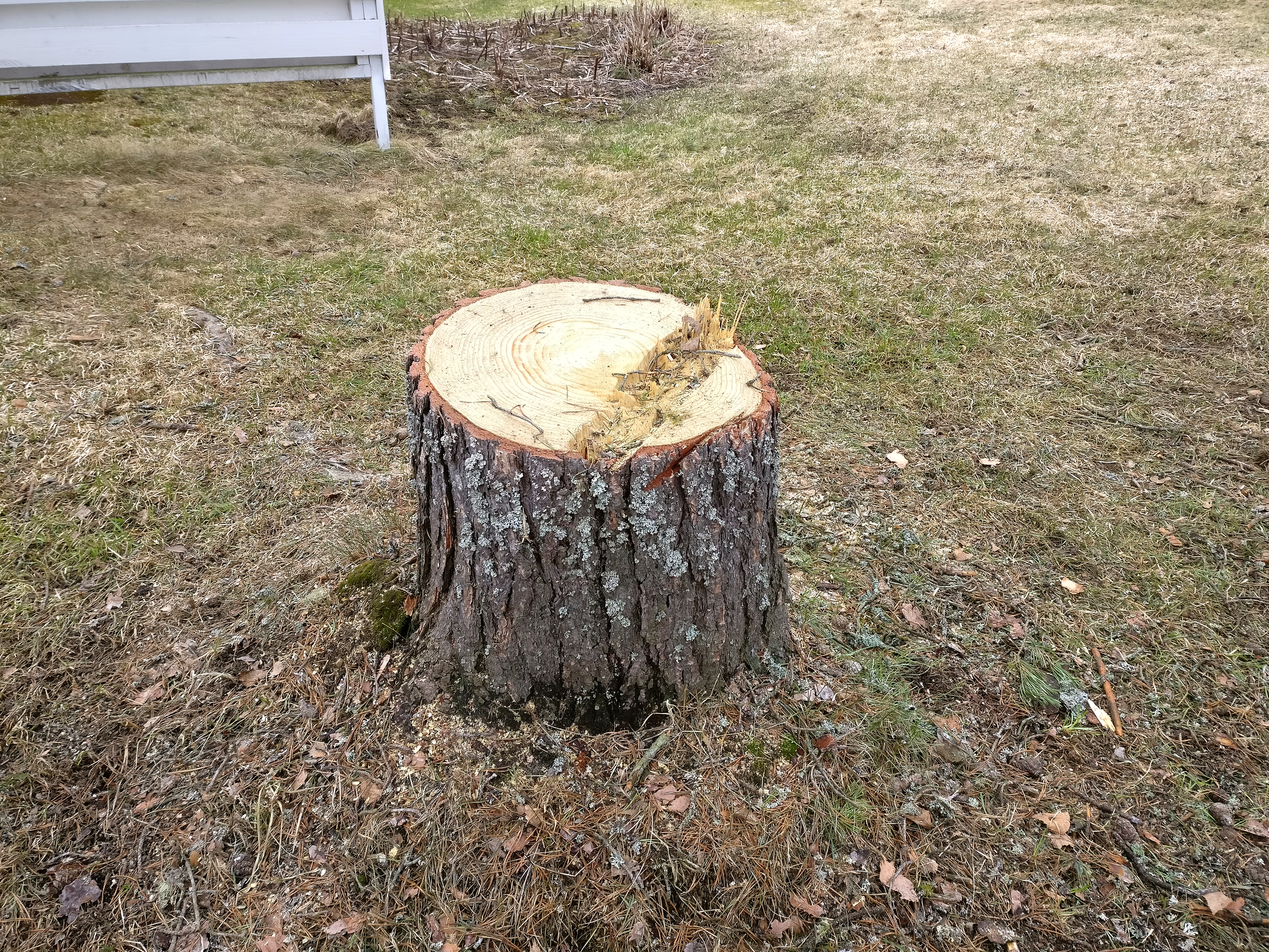 File:Pine tree stump.jpg - Wikimedia Commons