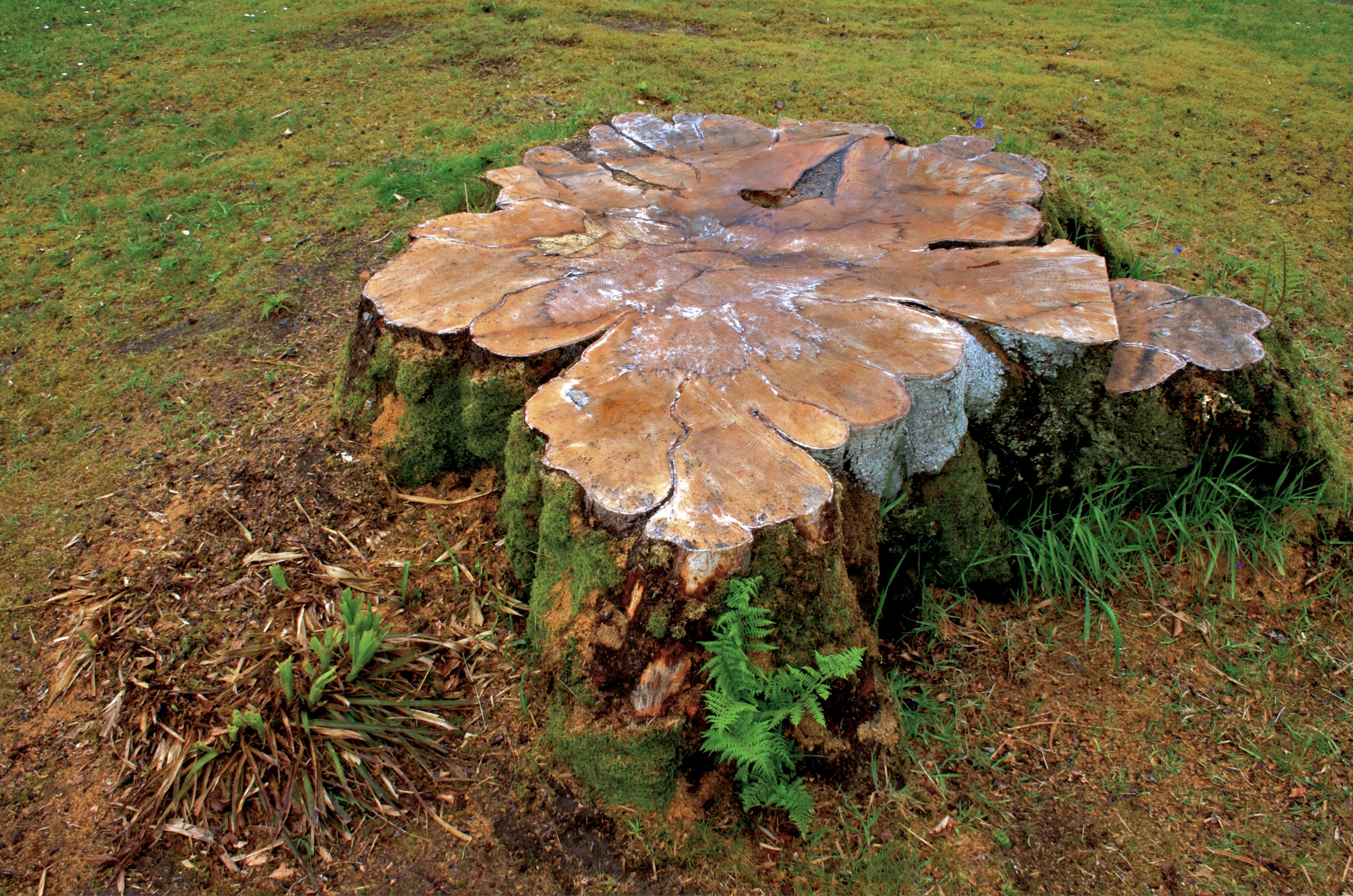 File:Armadale Castle - tree stump.jpg - Wikimedia Commons