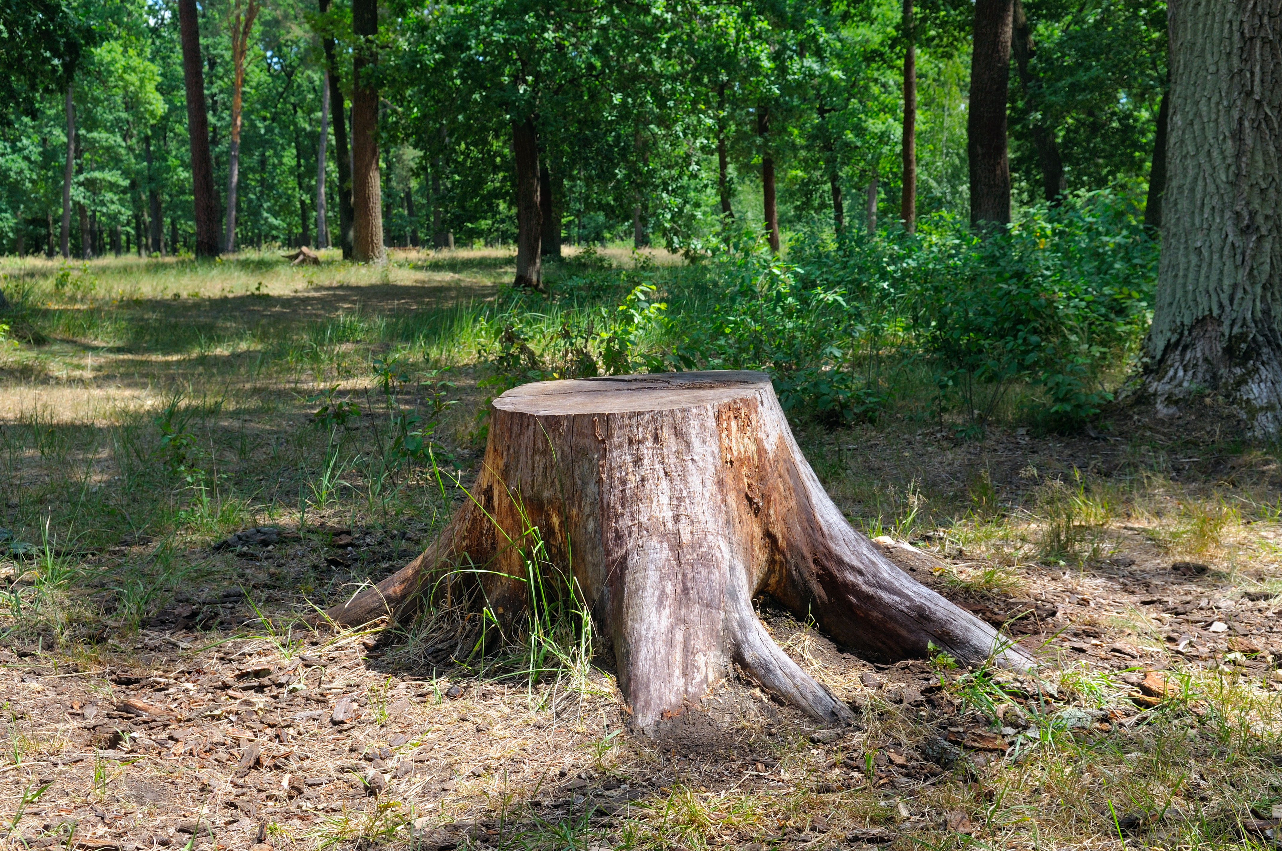 How Long Does It Take to Remove a Tree Stump? - Grinders Tree Service