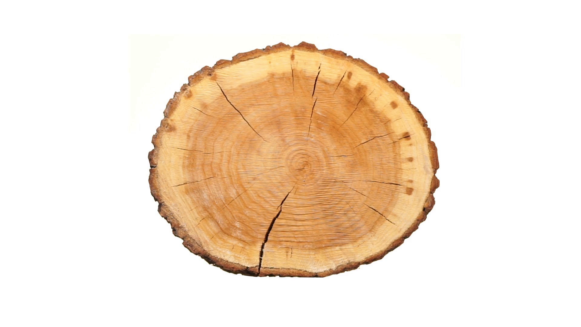 Rotating cross section of tree stump, isolated on white background ...