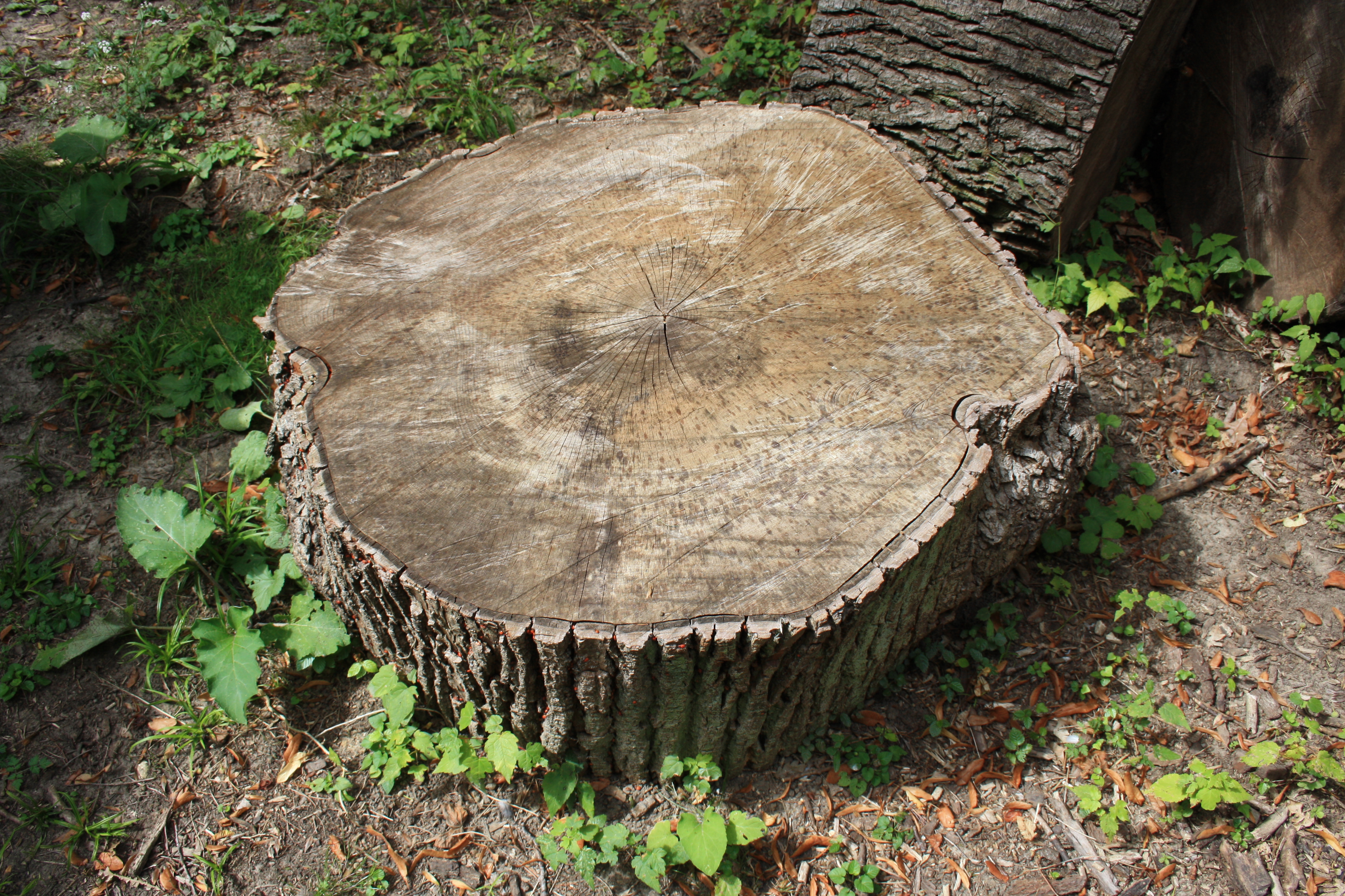 File:Desert de Retz Tree Stump.jpg - Wikimedia Commons
