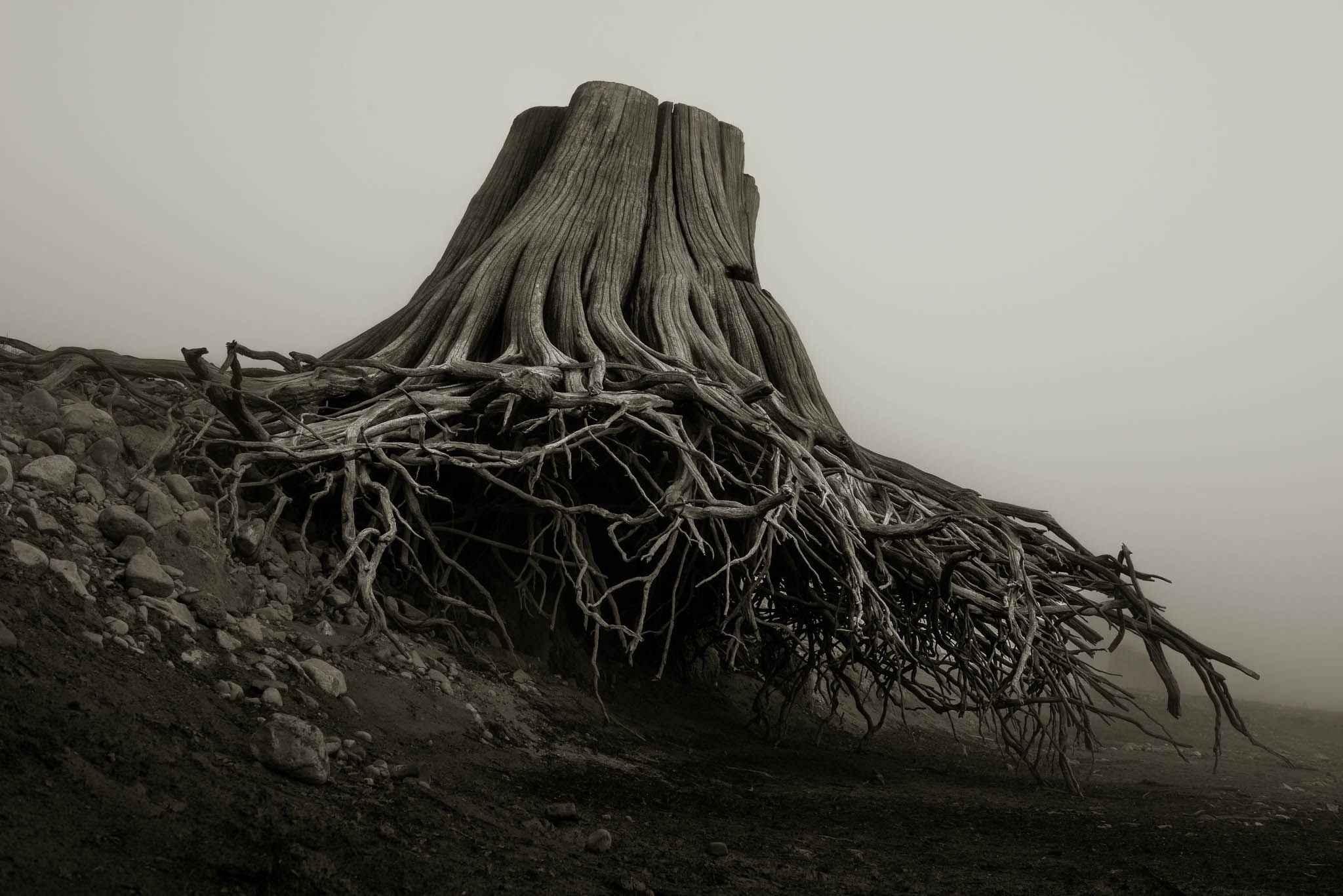 Spooky Tree Stumps Remind Us Why We Need Earth Day | Tree stump