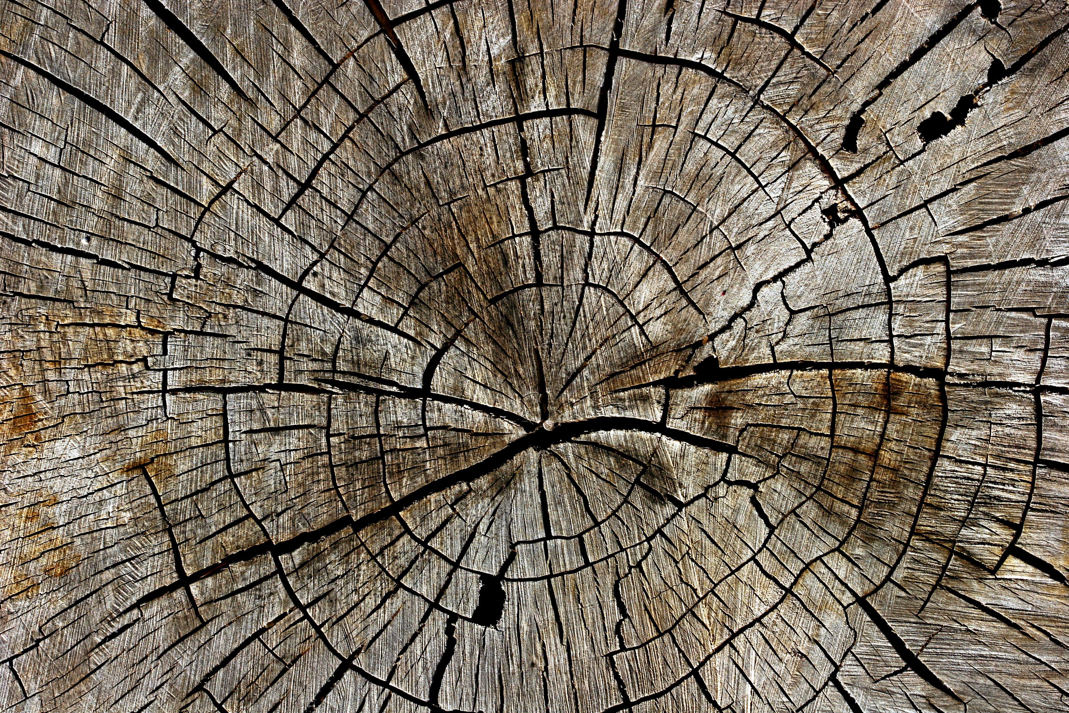 cracked-tree-stump-texture.jpg (3504×2336) | General - Trees | Pinterest