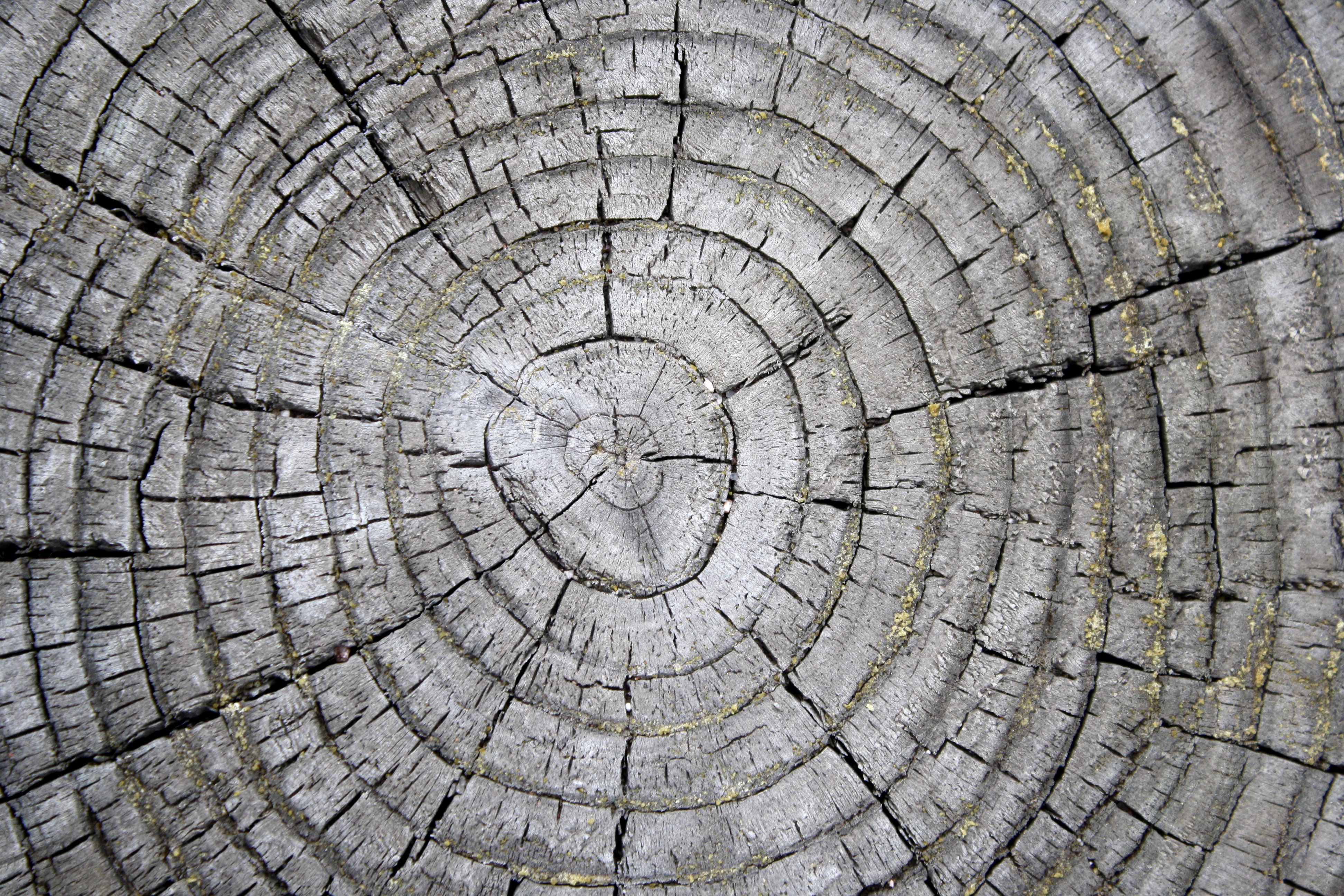 Tree Rings on Weathered Stump Texture Picture | Free Photograph ...