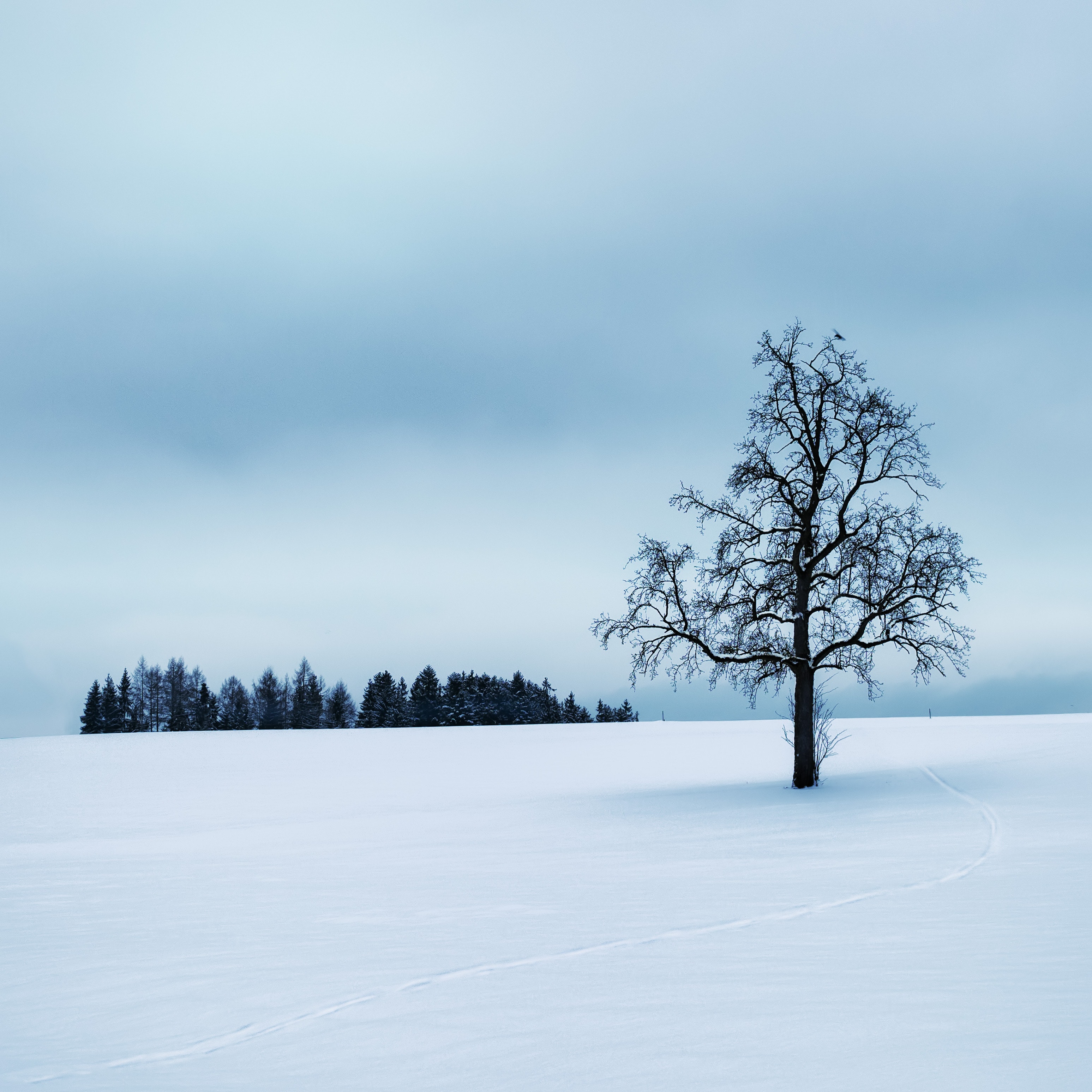 Tree surrounded by snow photo