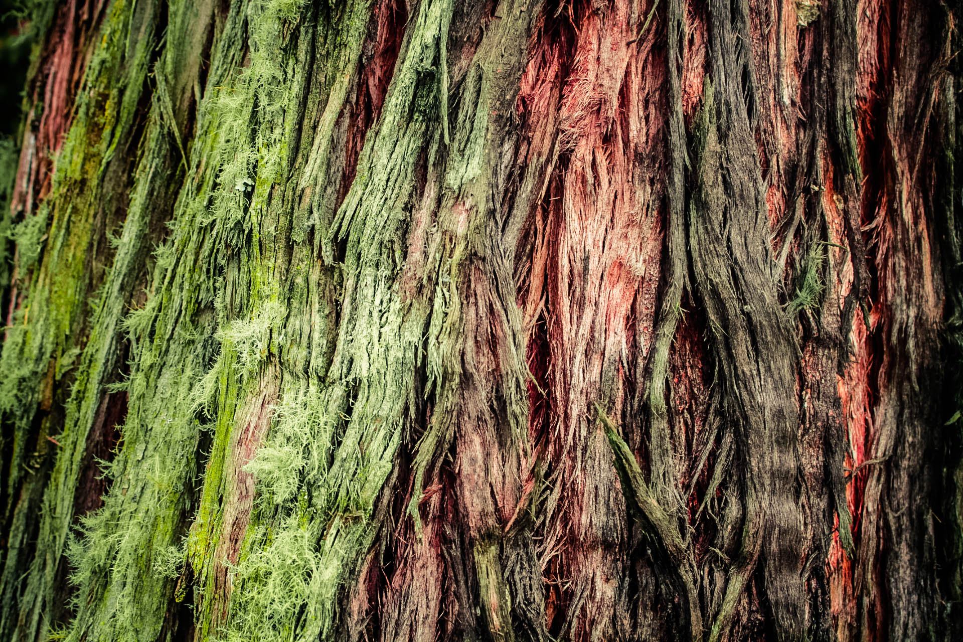Tree texture photo