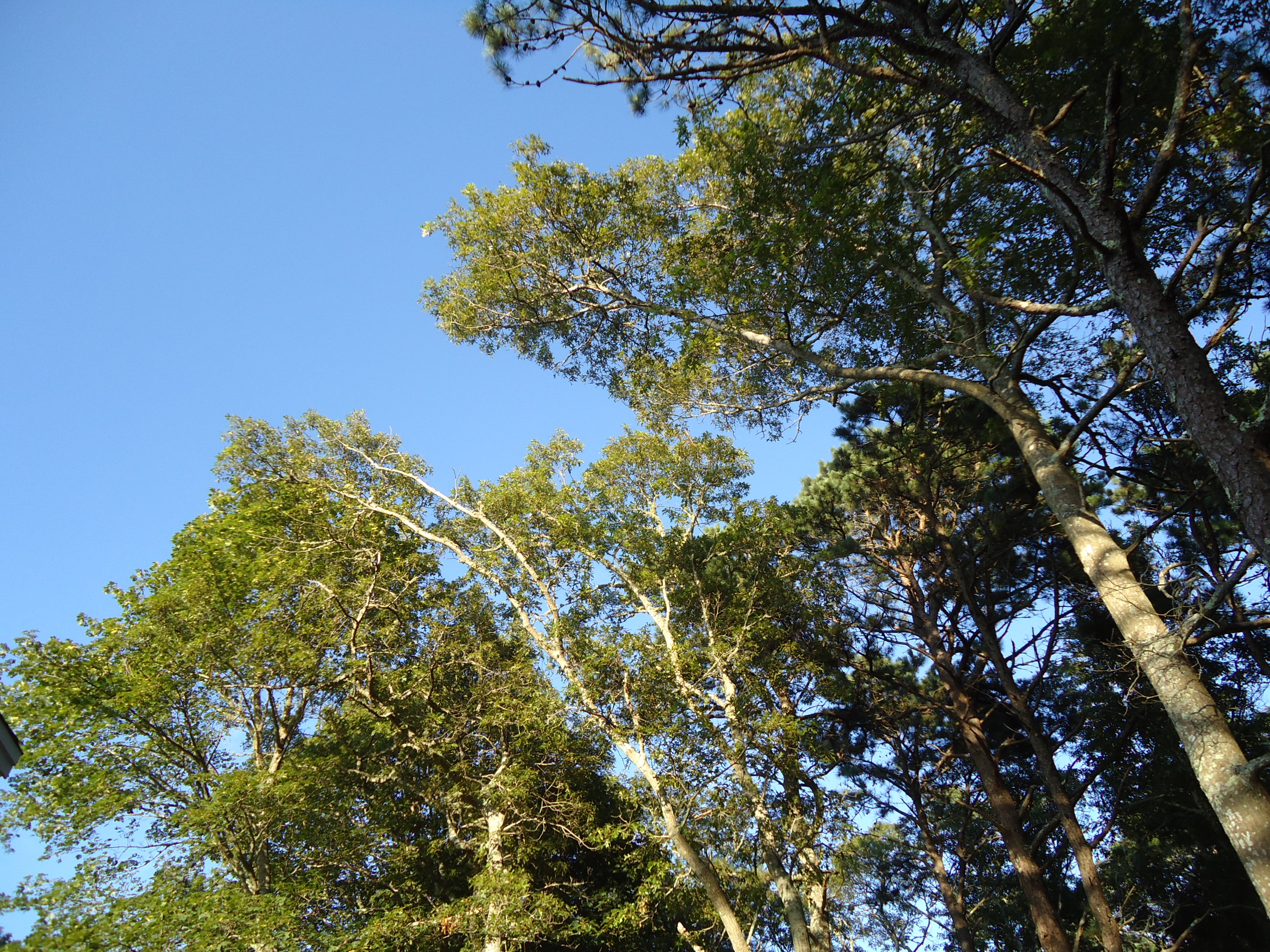 Tree Tops, Branches, Green, Leaves, Sky, HQ Photo
