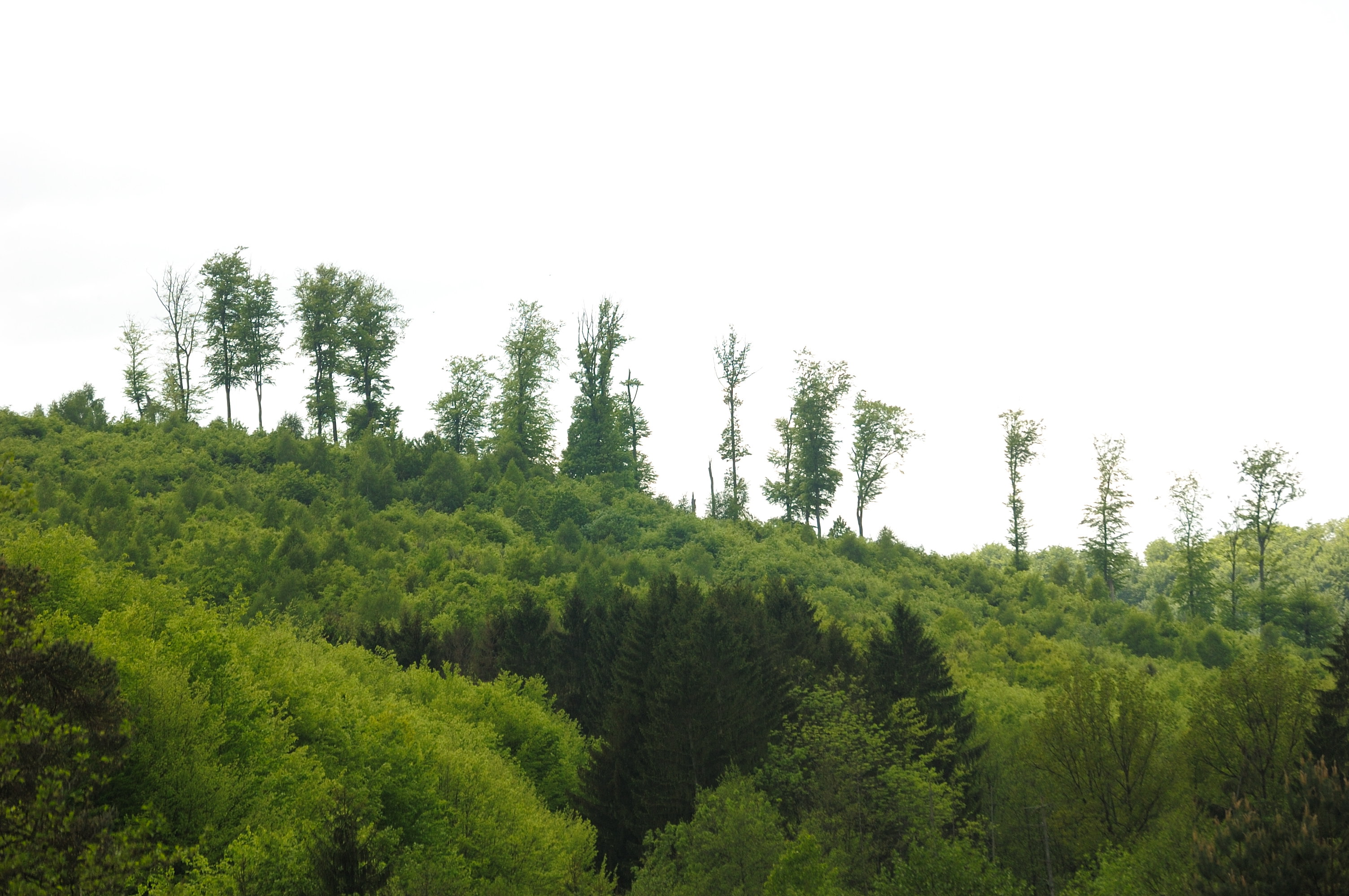 File:Tree tops in an Alsatian forest.jpg - Wikimedia Commons