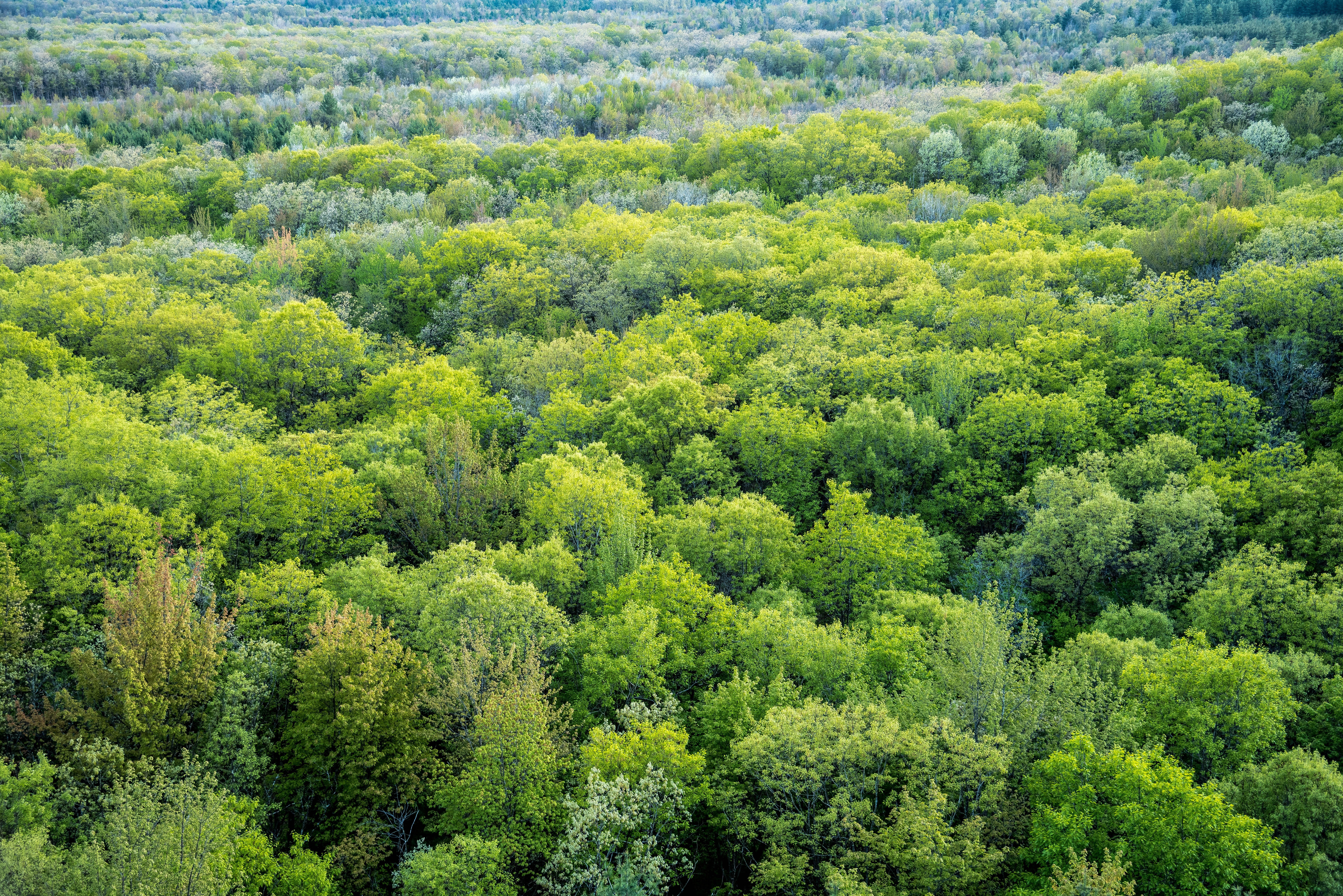 View of the Treetops from Levis Mound image - Free stock photo ...