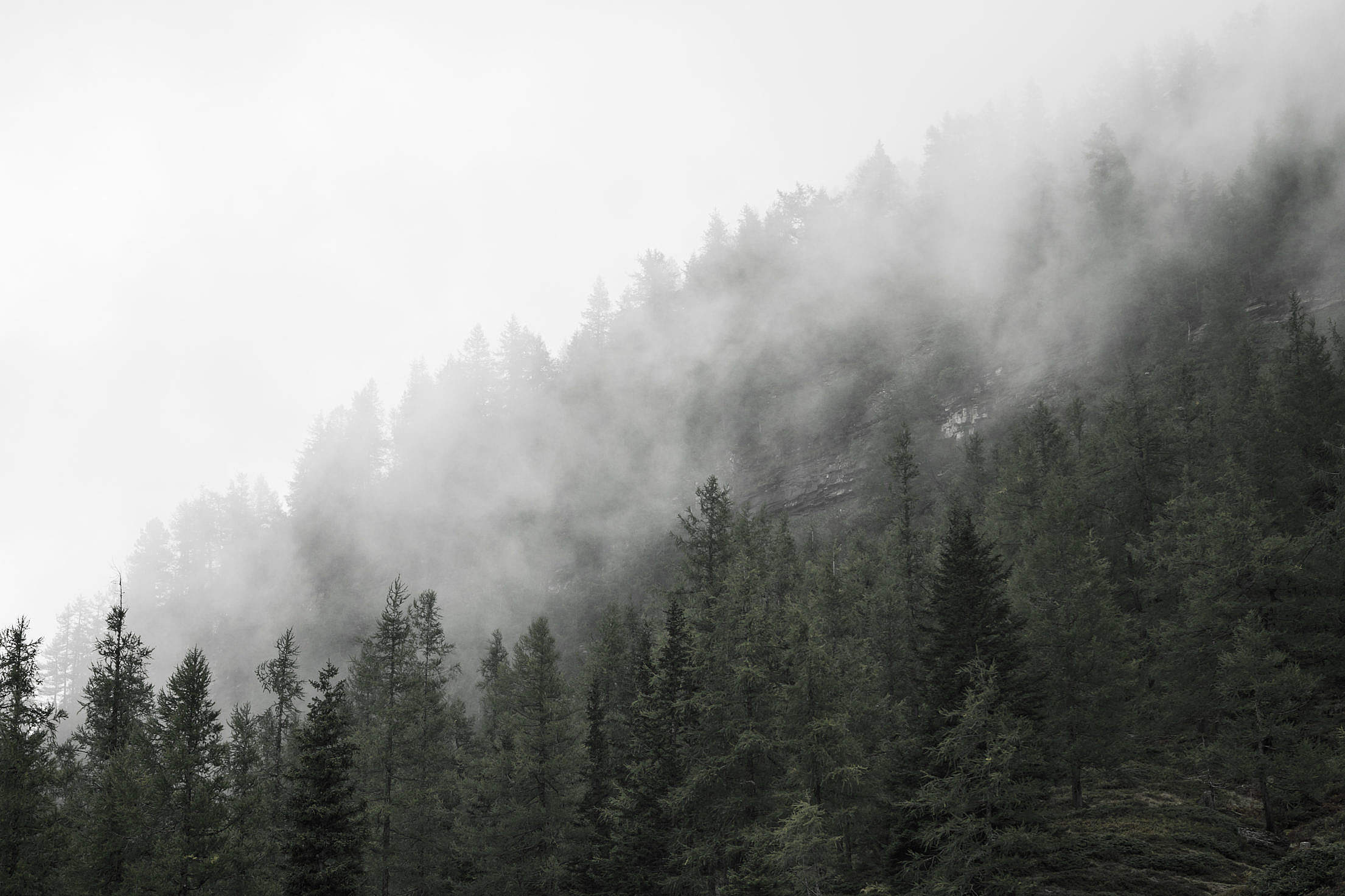 Forest Treetops in Fog Free Stock Photo Download | picjumbo