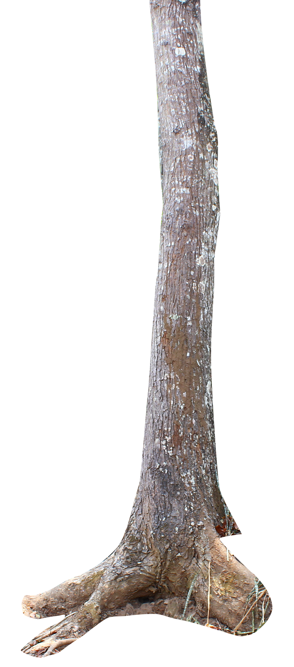 Tree trunk photo