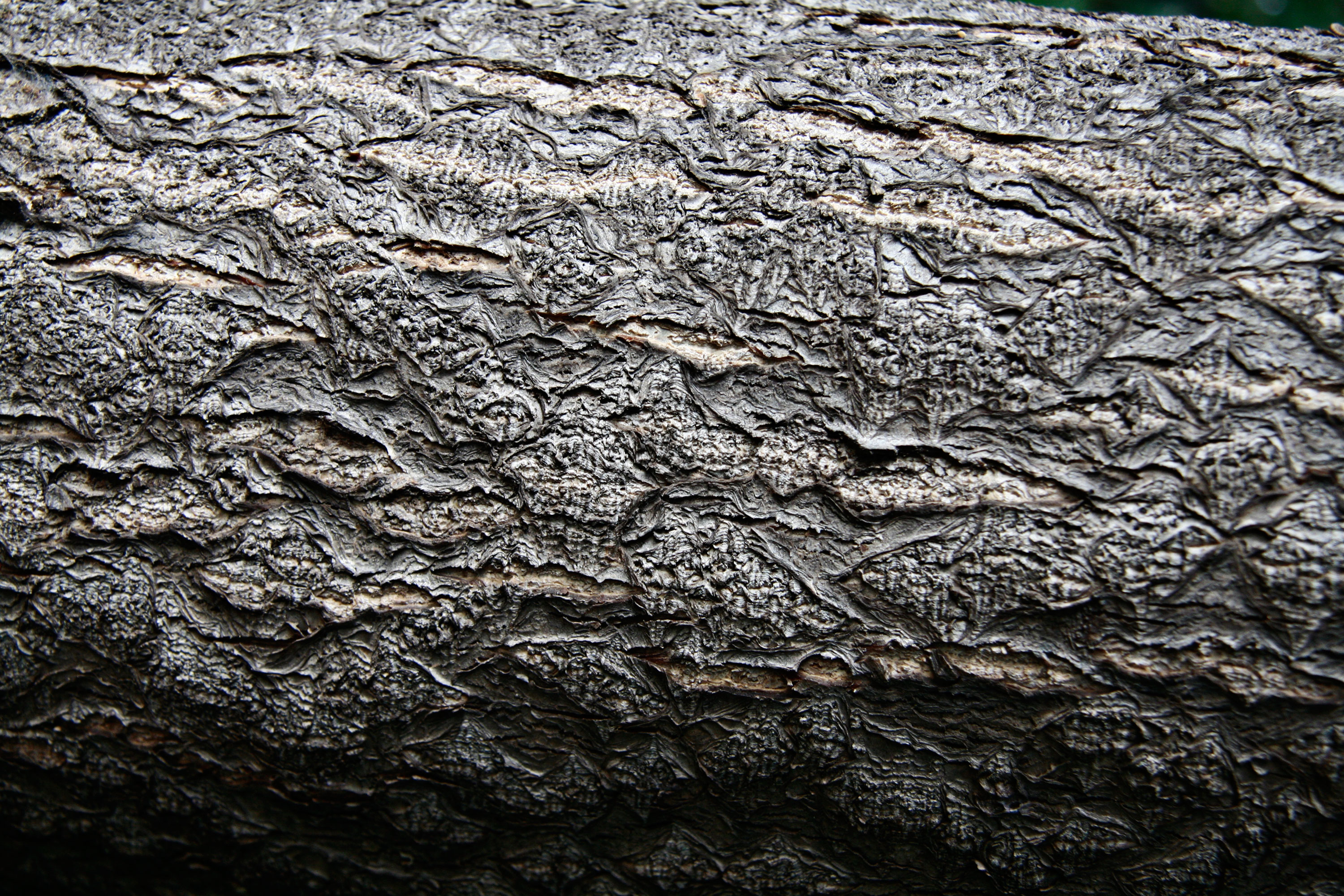 20 Tree Trunk Textures vol.2 | Texture Fabrik