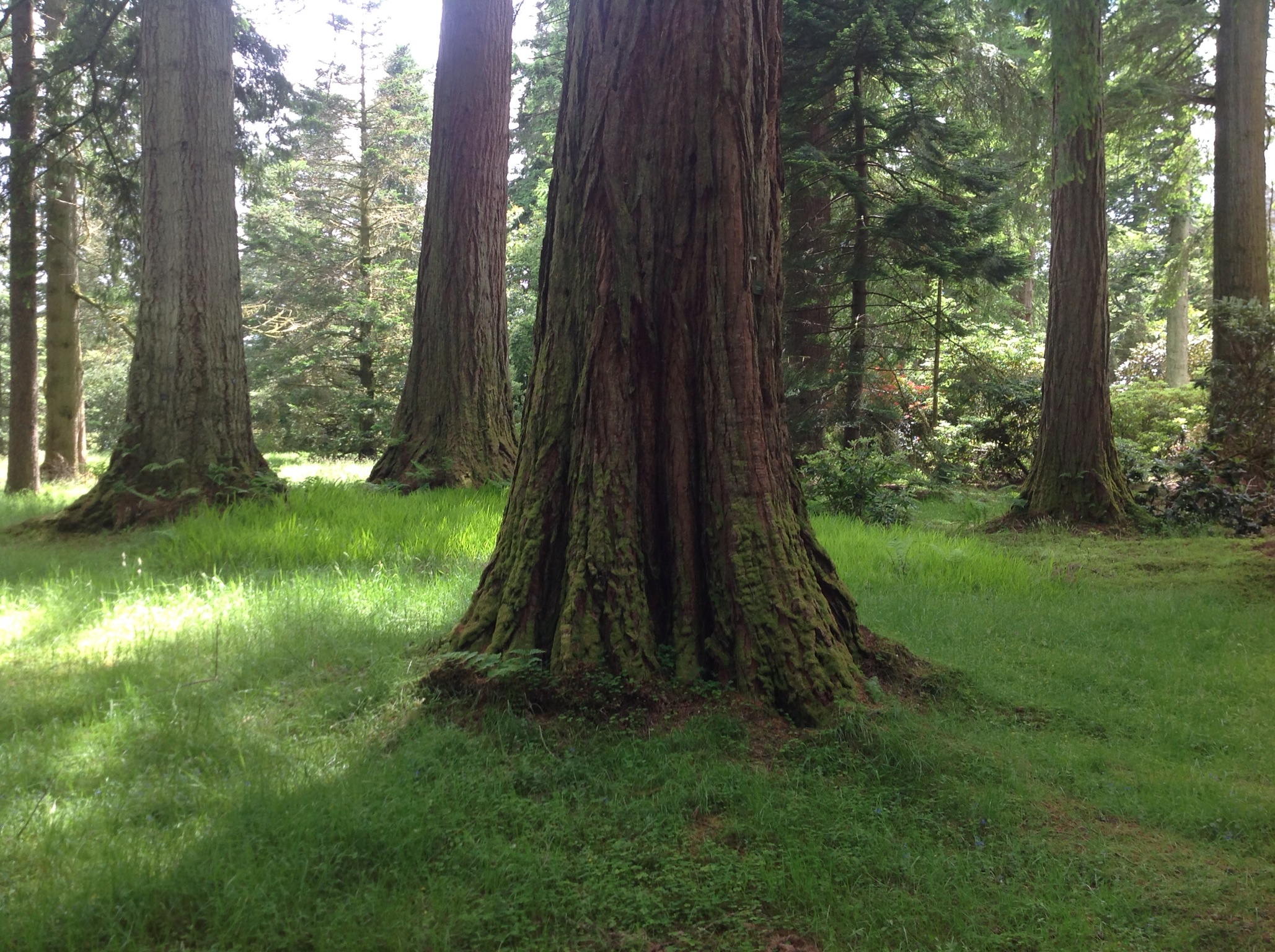 bark #forest #tree #tree trunk | планы | Pinterest | Tree tree, Tree ...