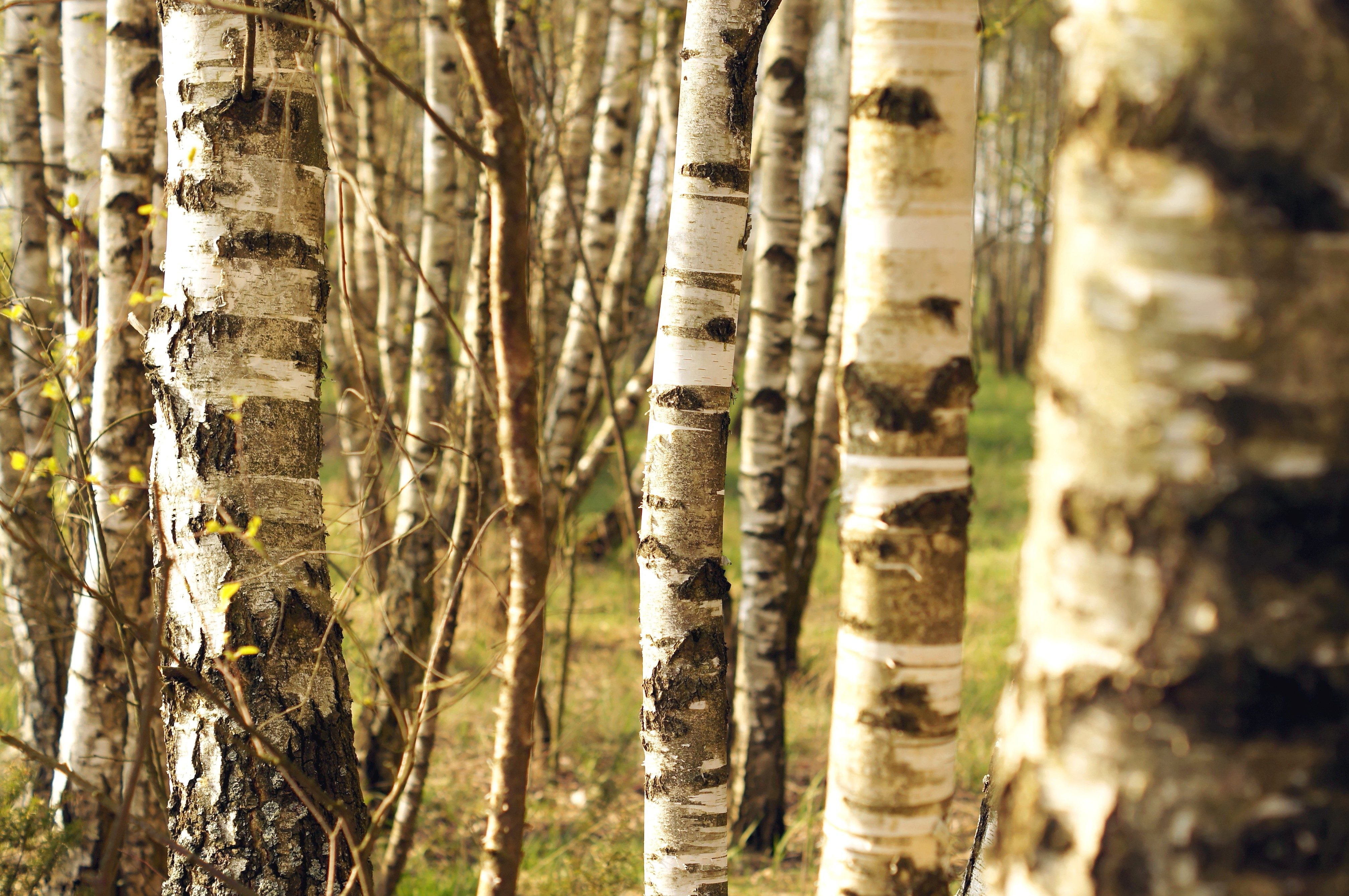 Free picture: tree trunks, birch, trees, spring