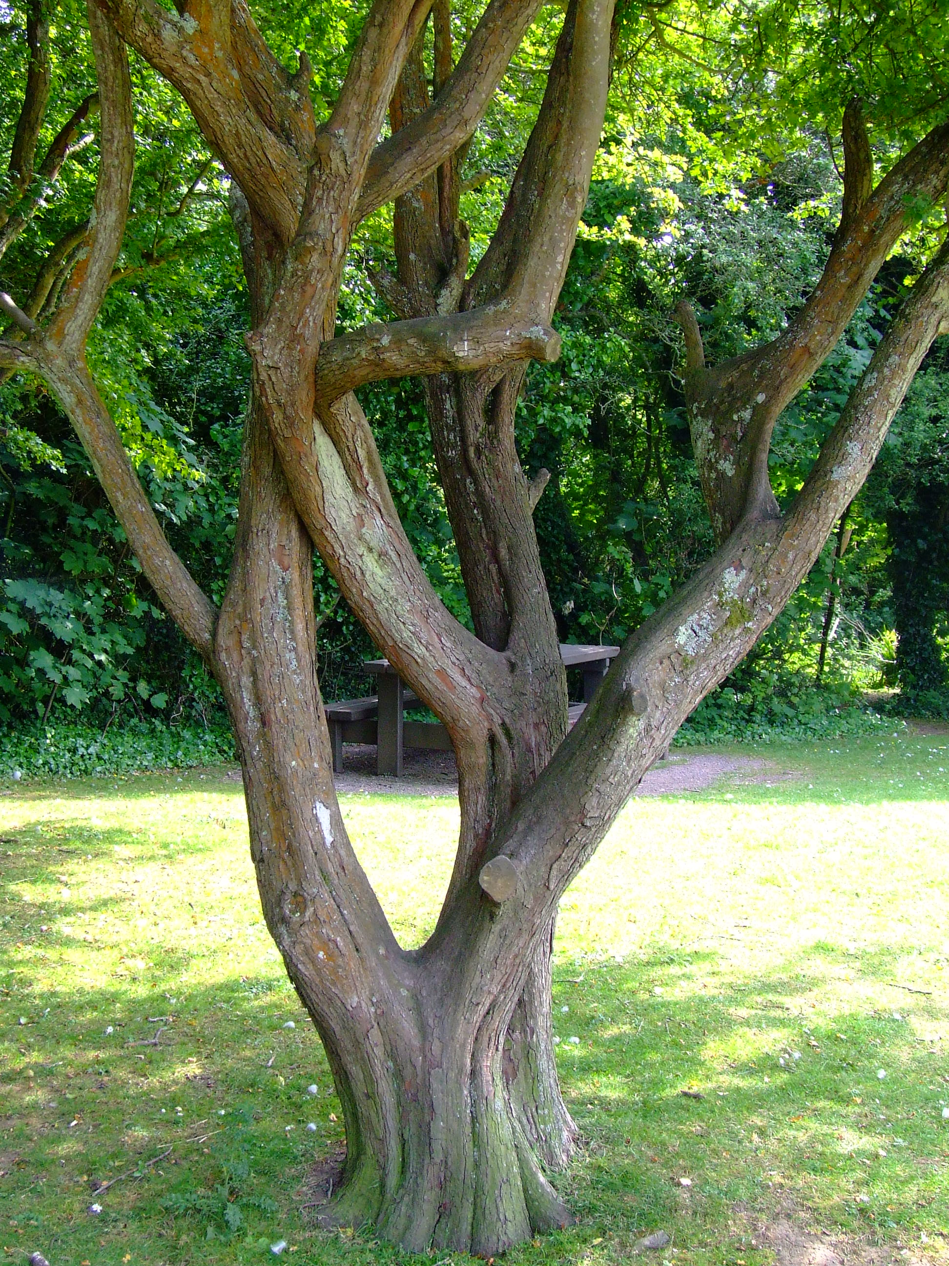 Tree trunks photo