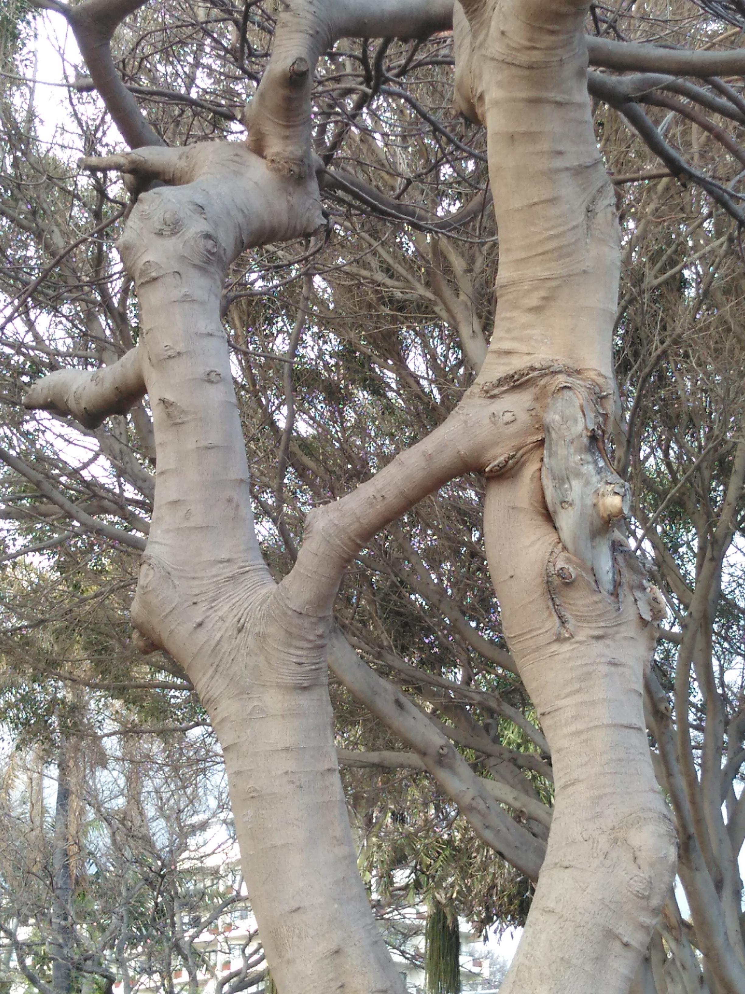 These two tree trunks share one branch. : mildlyinteresting