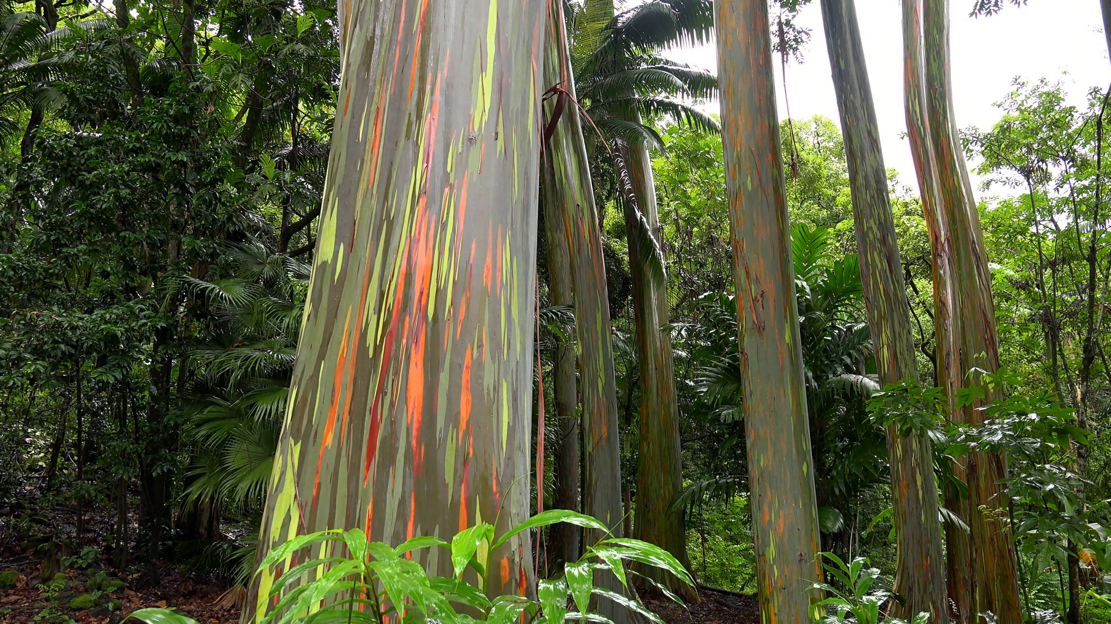 Tree Trunks of the Rainbow Eucalyptus in Hawaiian Rainforest (tilt ...
