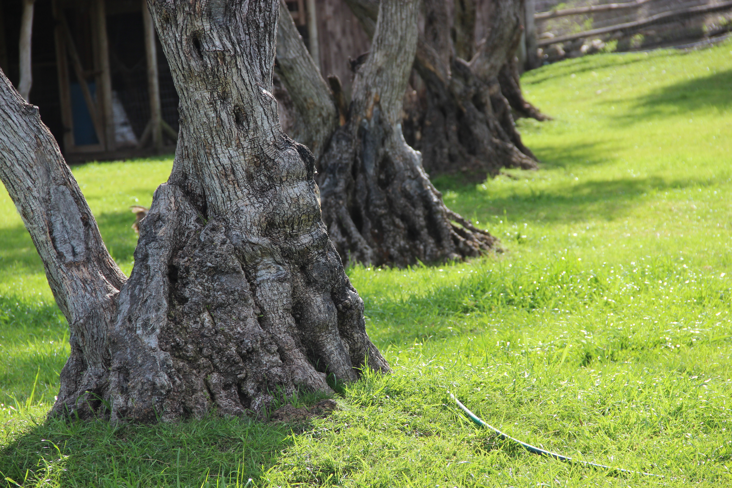 Free Stock Photo of Tree Trunks on Green Grass