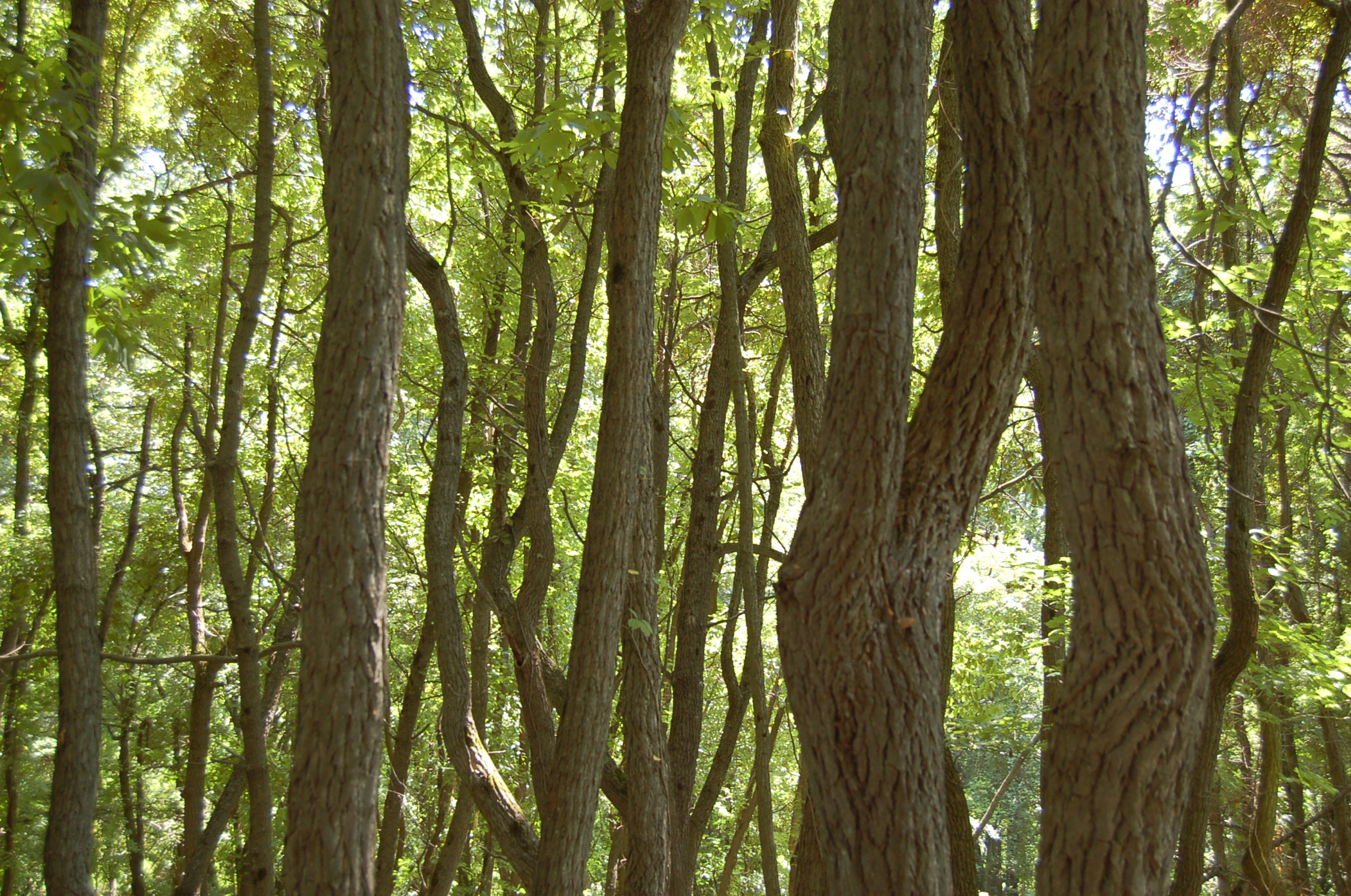 bare tree trunks | The Schuylkill Center Art Department