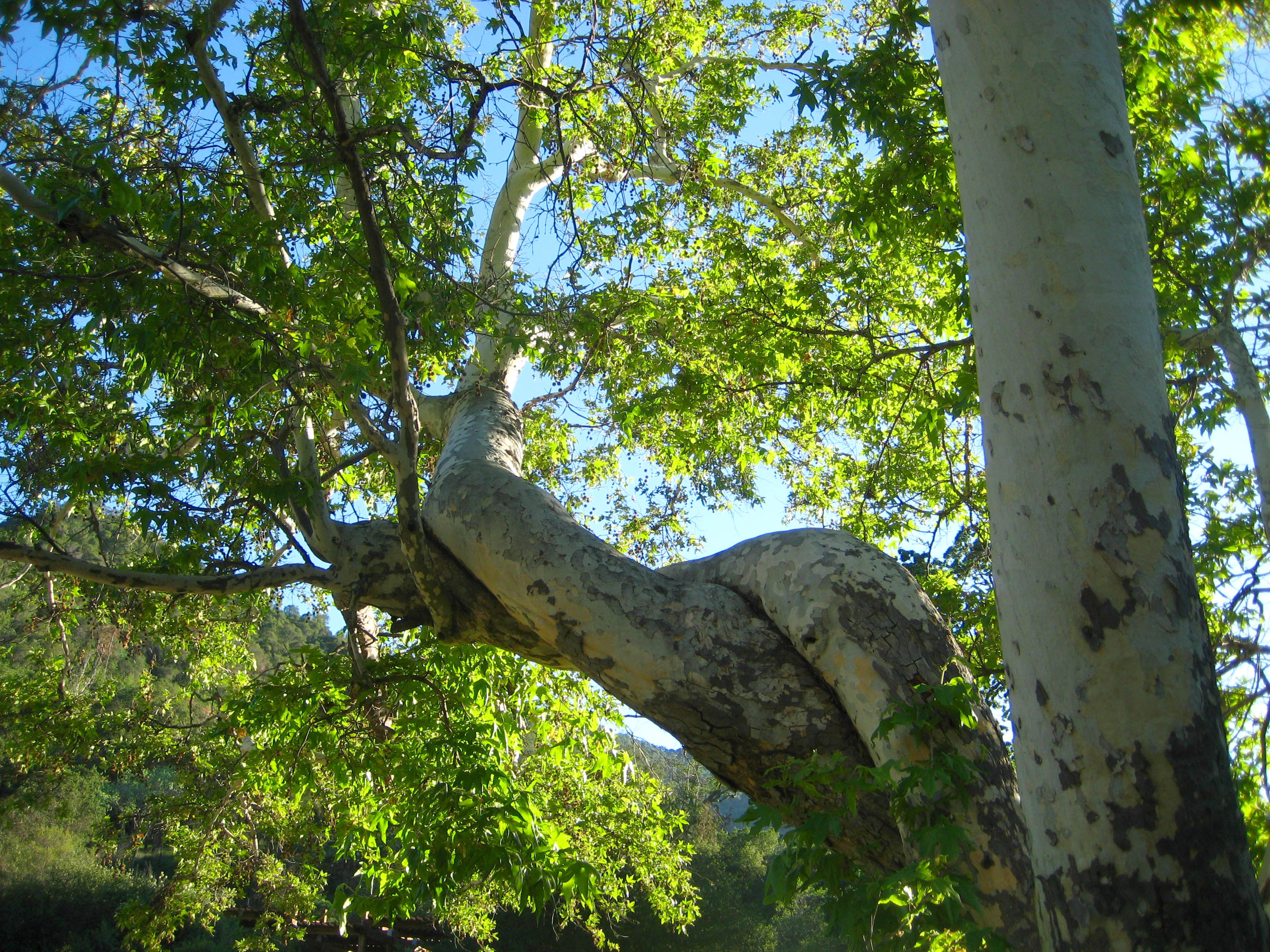 Tree trunks intertwined photo