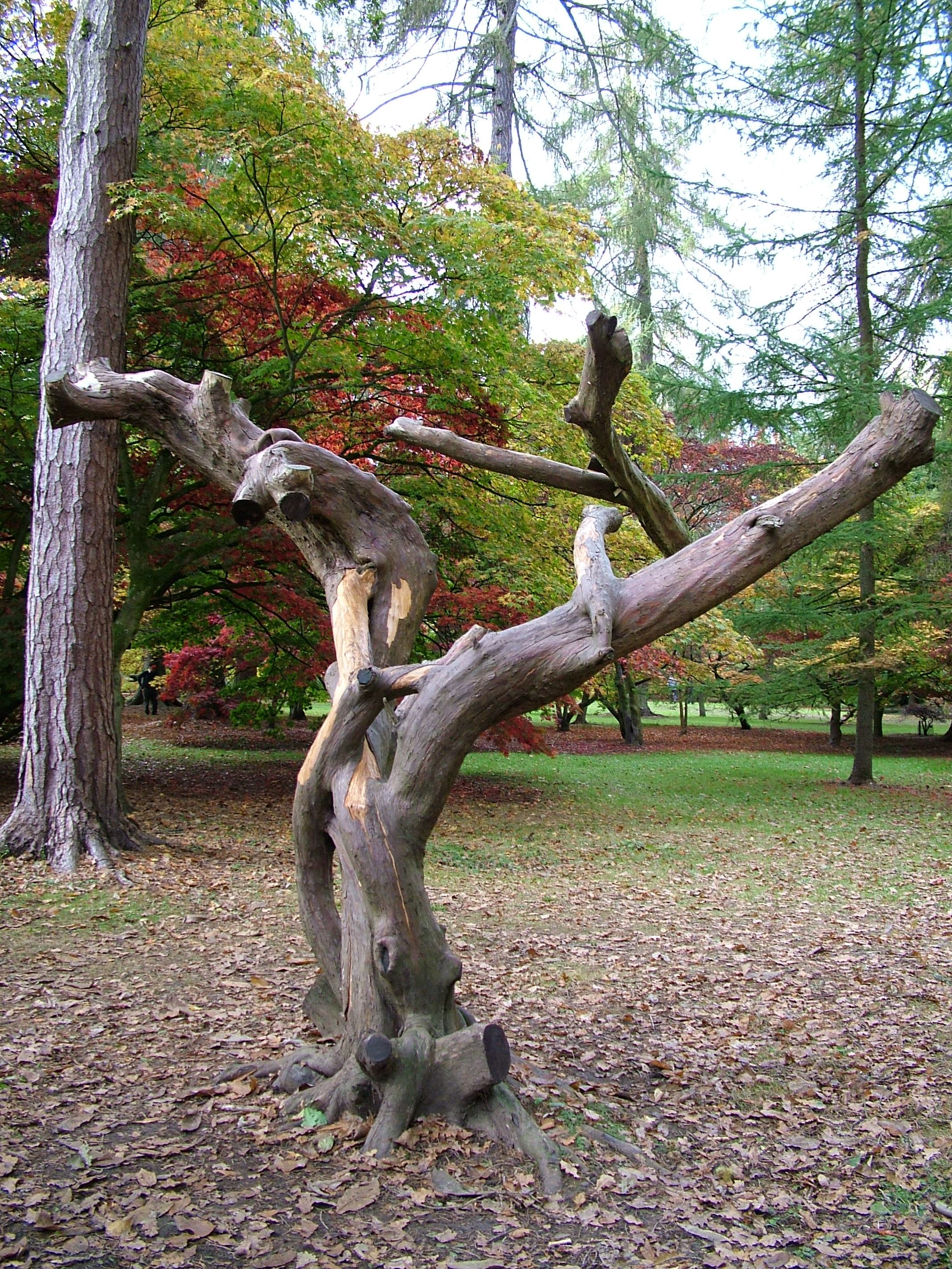 File:Interesting intertwined tree trunk in the acer glade - geograph ...