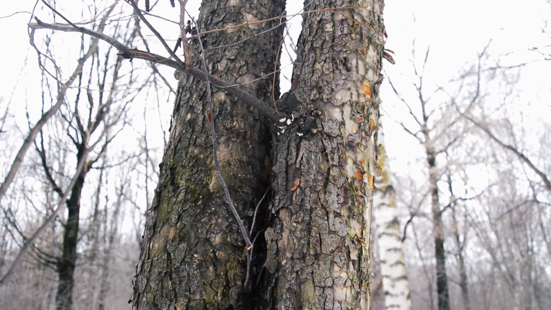 in The Woods Two Tree Trunks Intertwined. winter Stock Video Footage ...