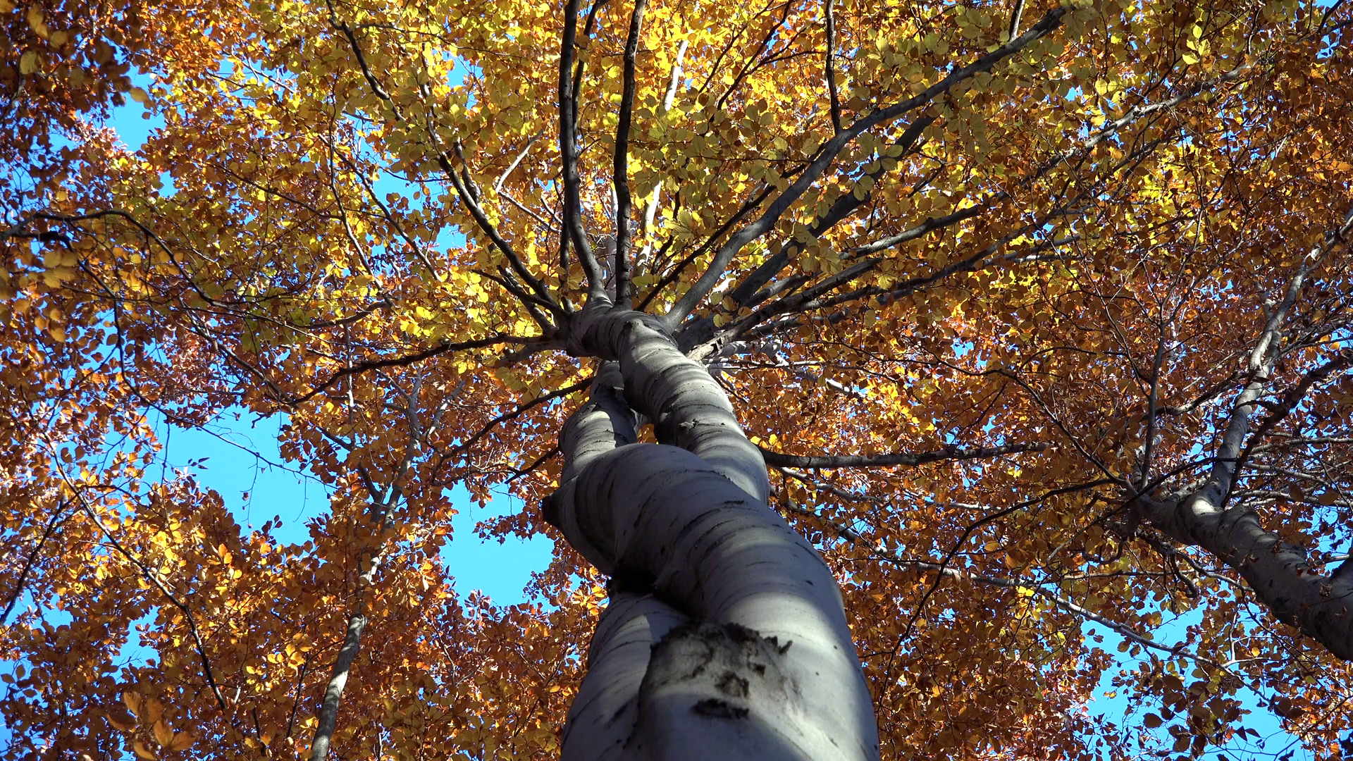 Intertwined autumn tree trunk, natural embrace, looking up to the ...