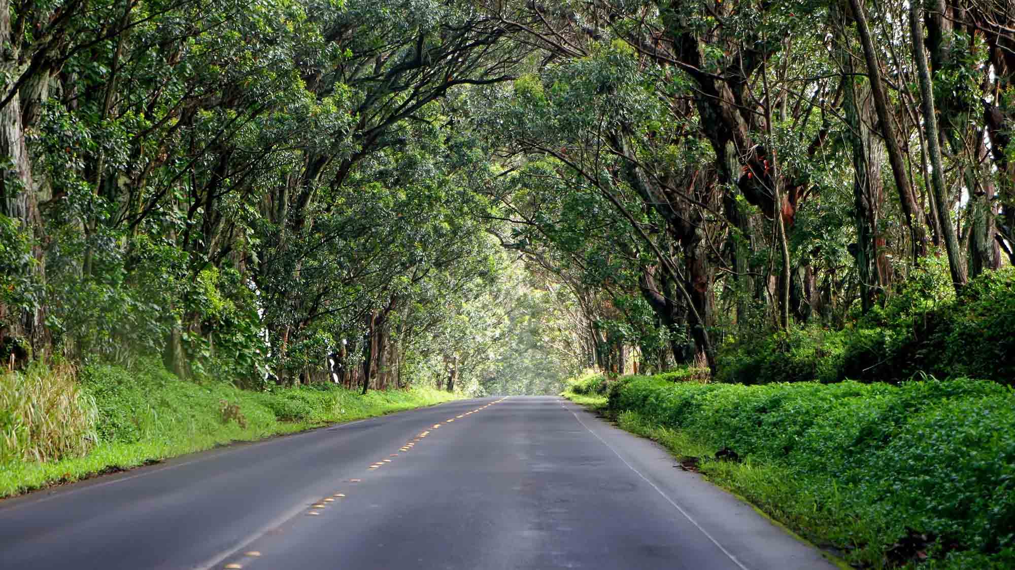 The Tree Tunnel: A Grand Gateway to Kauai's South Shore - Kauai ...